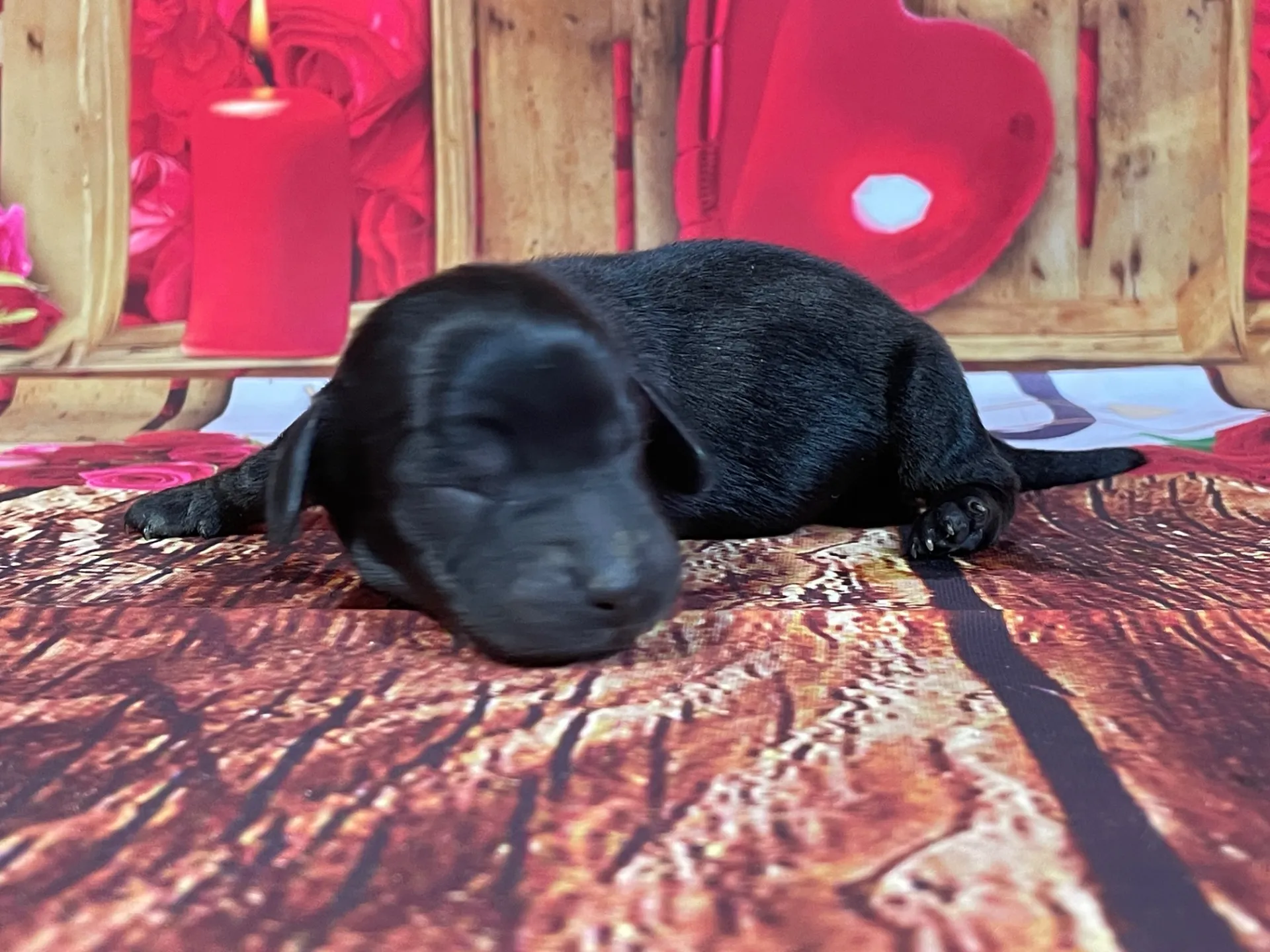 5/21生　<売約済>カニンヘンダックス