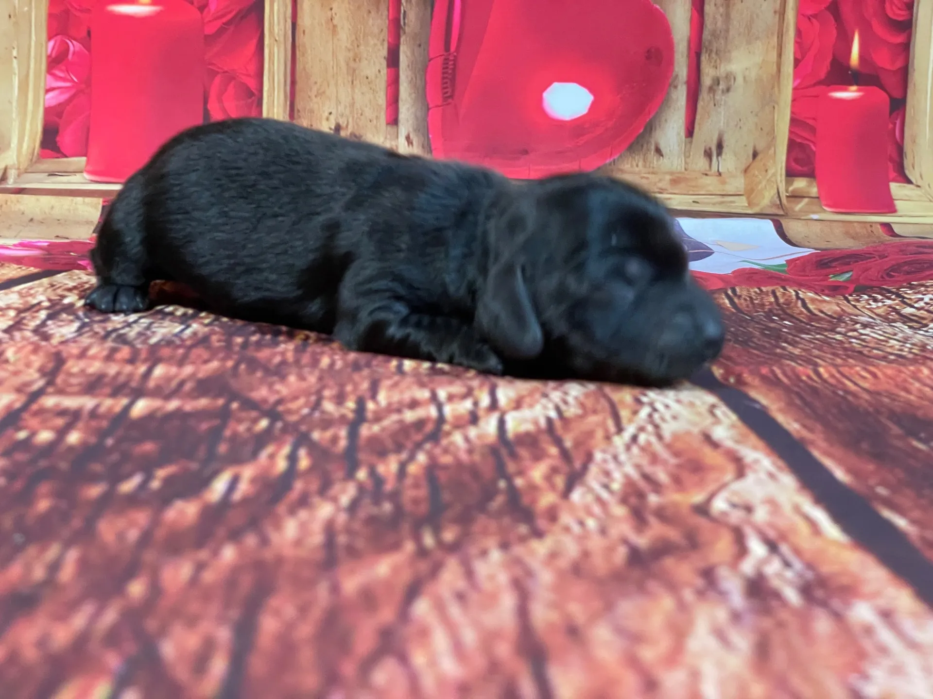 5/21生　<売約済>カニンヘンダックス