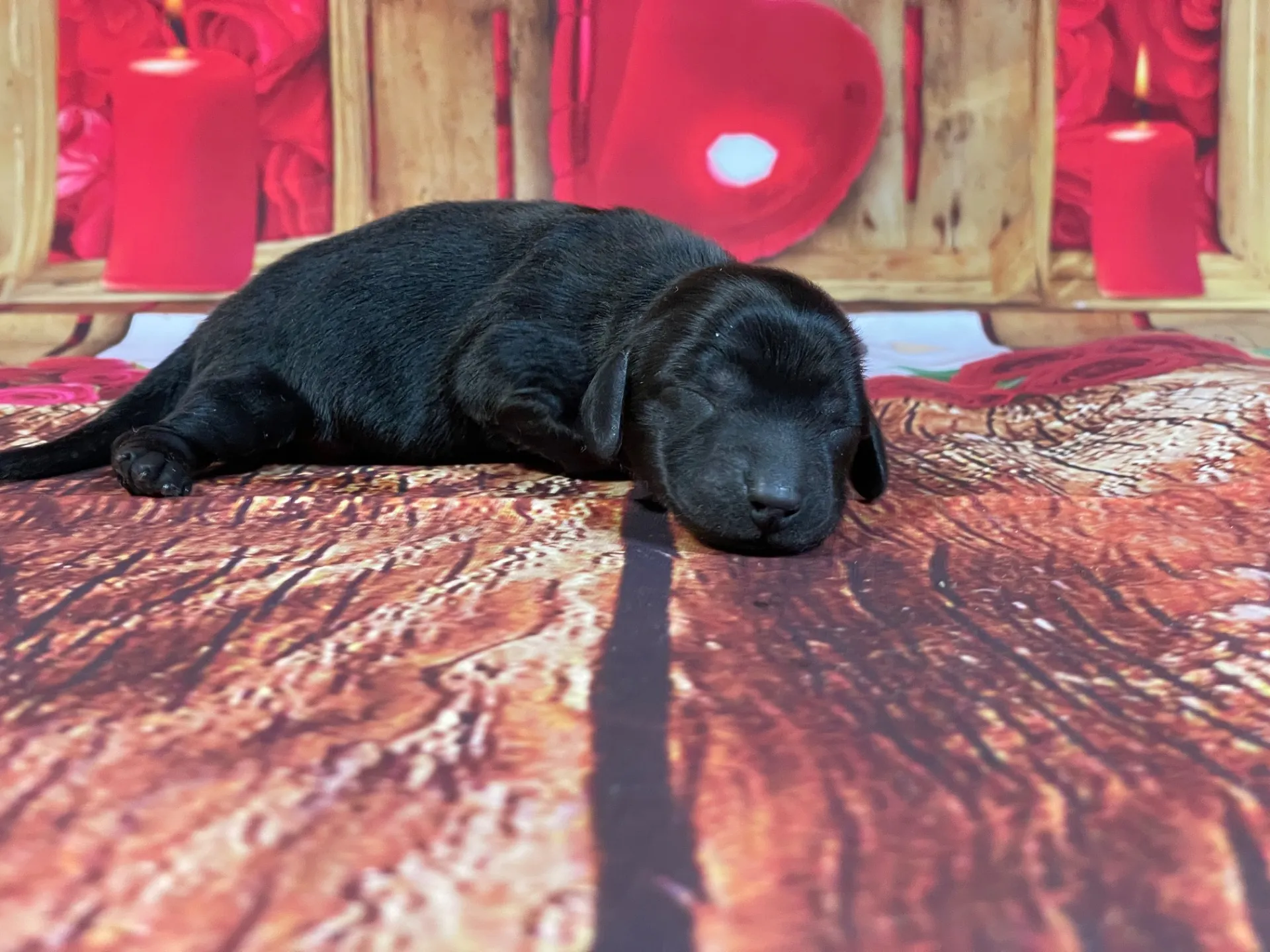 5/21生　<売約済>カニンヘンダックス