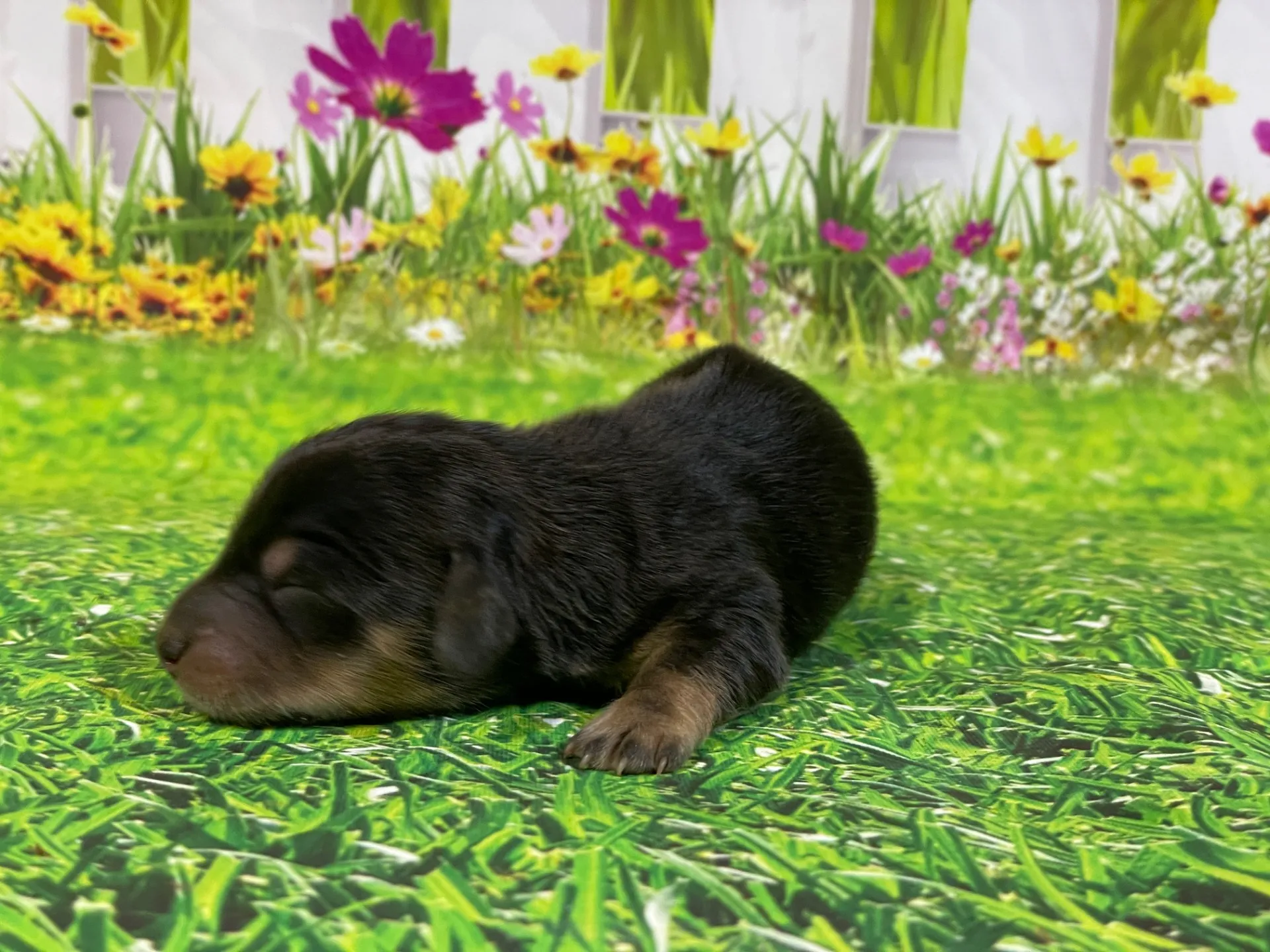 5/26生　<売約済>ミニチュアダックス