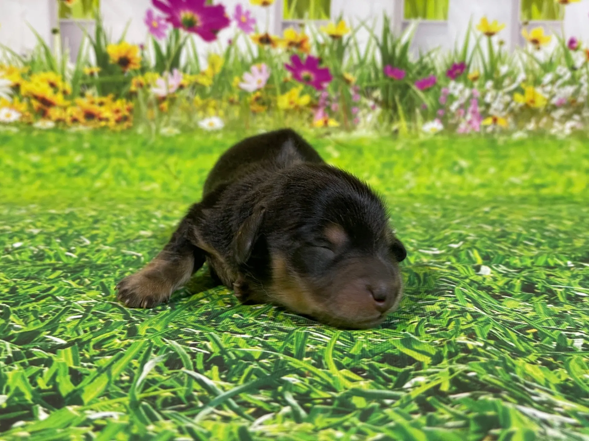 5/26生　<売約済>ミニチュアダックス