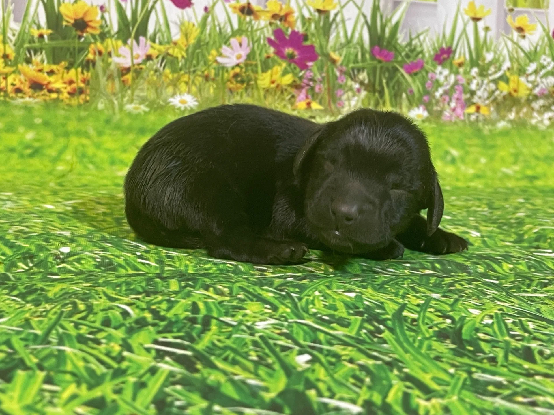 5/26生　<商談中>ミニチュアダックス