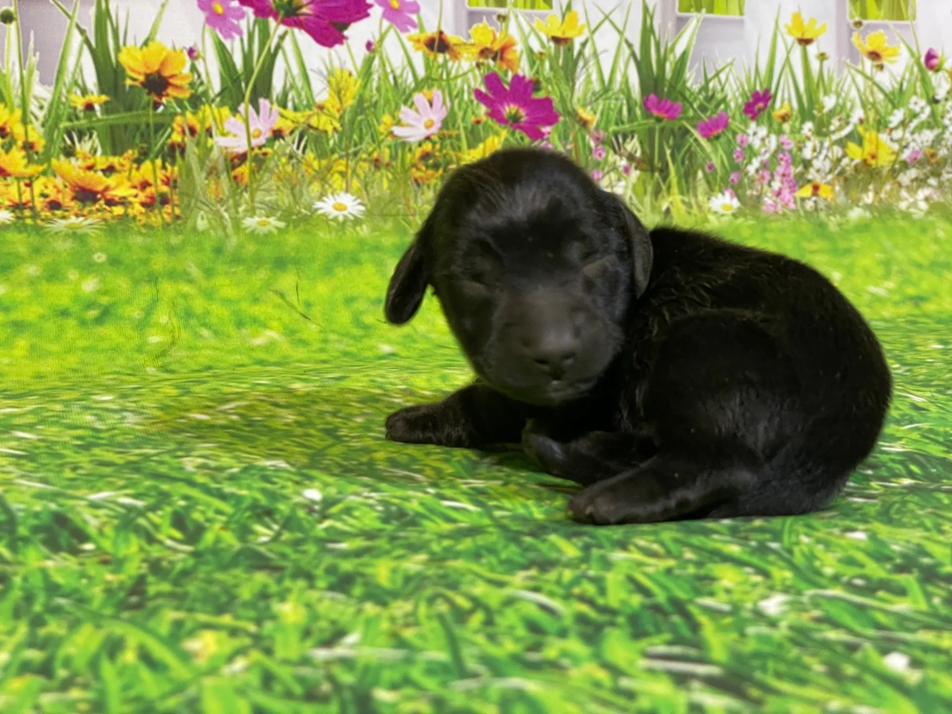 5/26生　<商談中>ミニチュアダックス