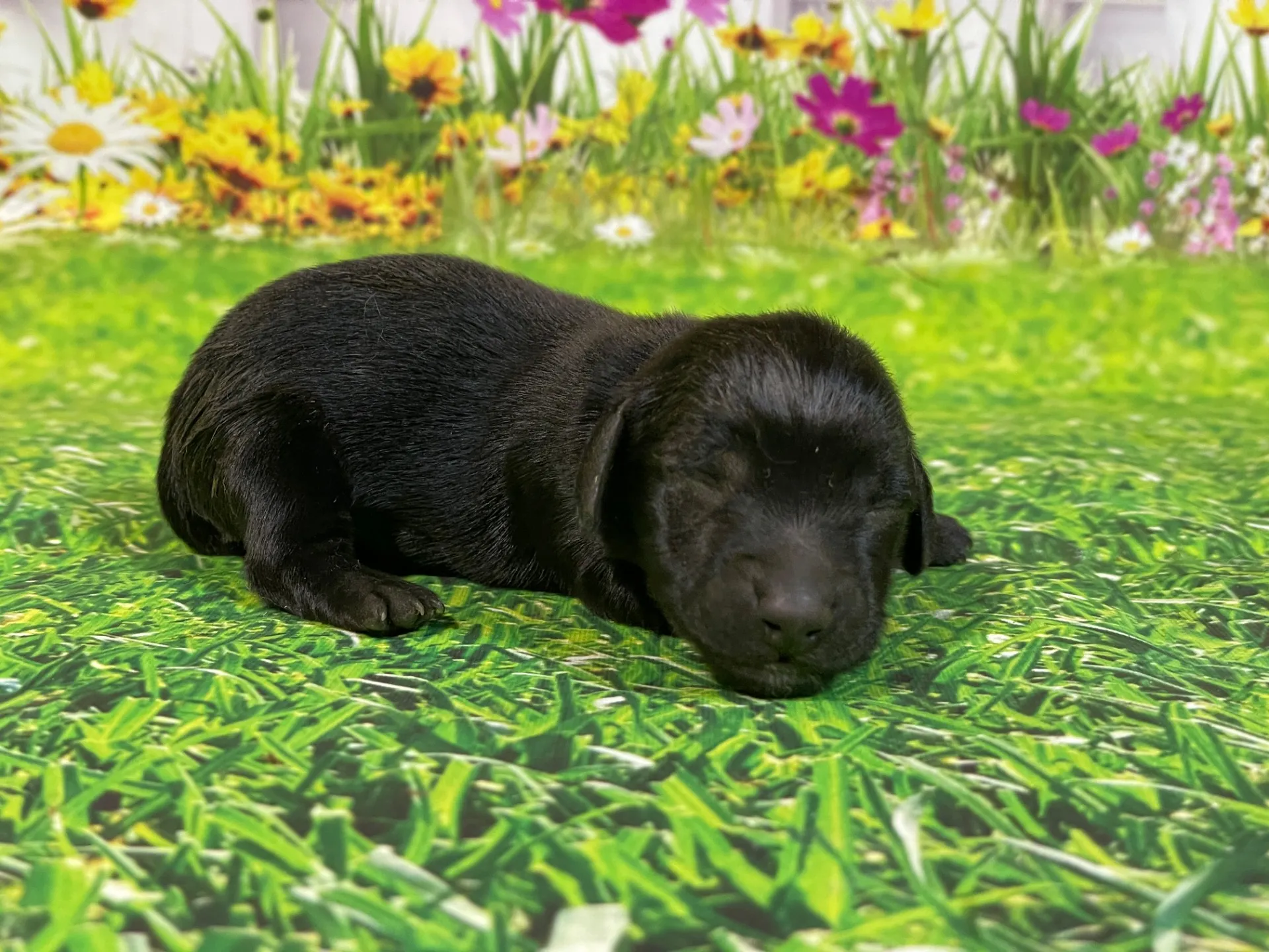 5/26生　<商談中>ミニチュアダックス