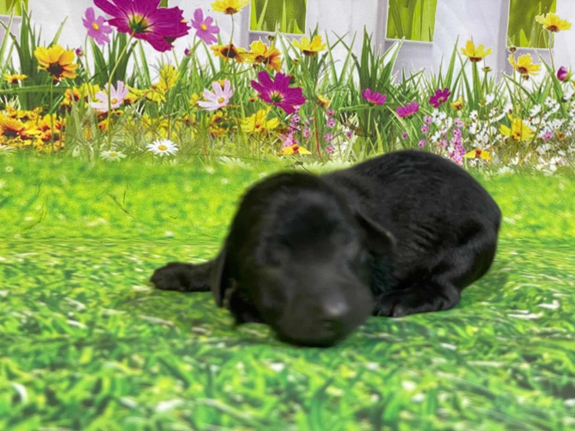 5/26生　<商談中>ミニチュアダックス