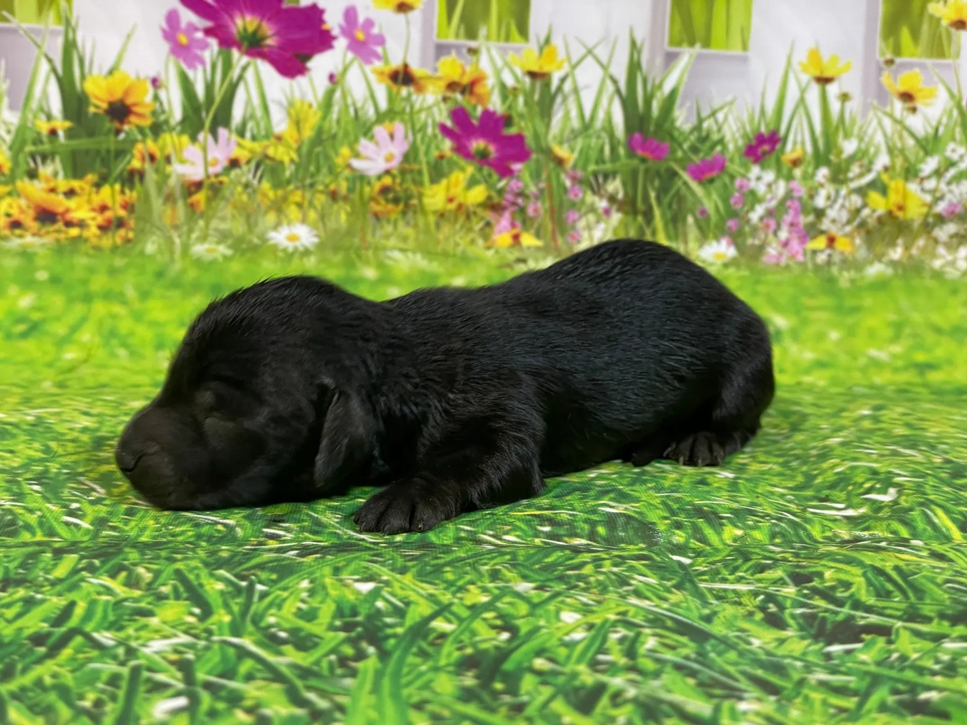 5/26生　<商談中>ミニチュアダックス