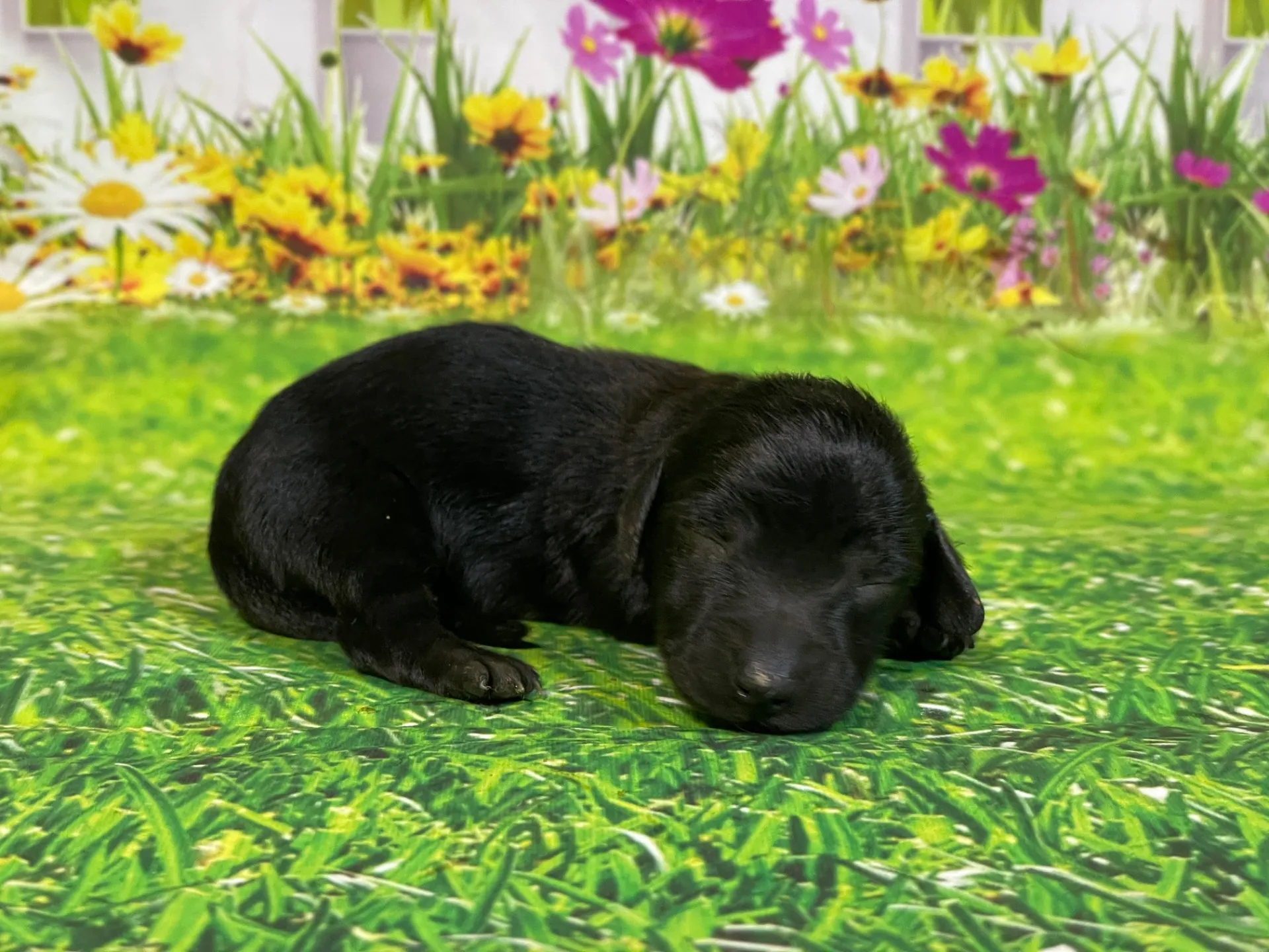 5/26生　<商談中>ミニチュアダックス