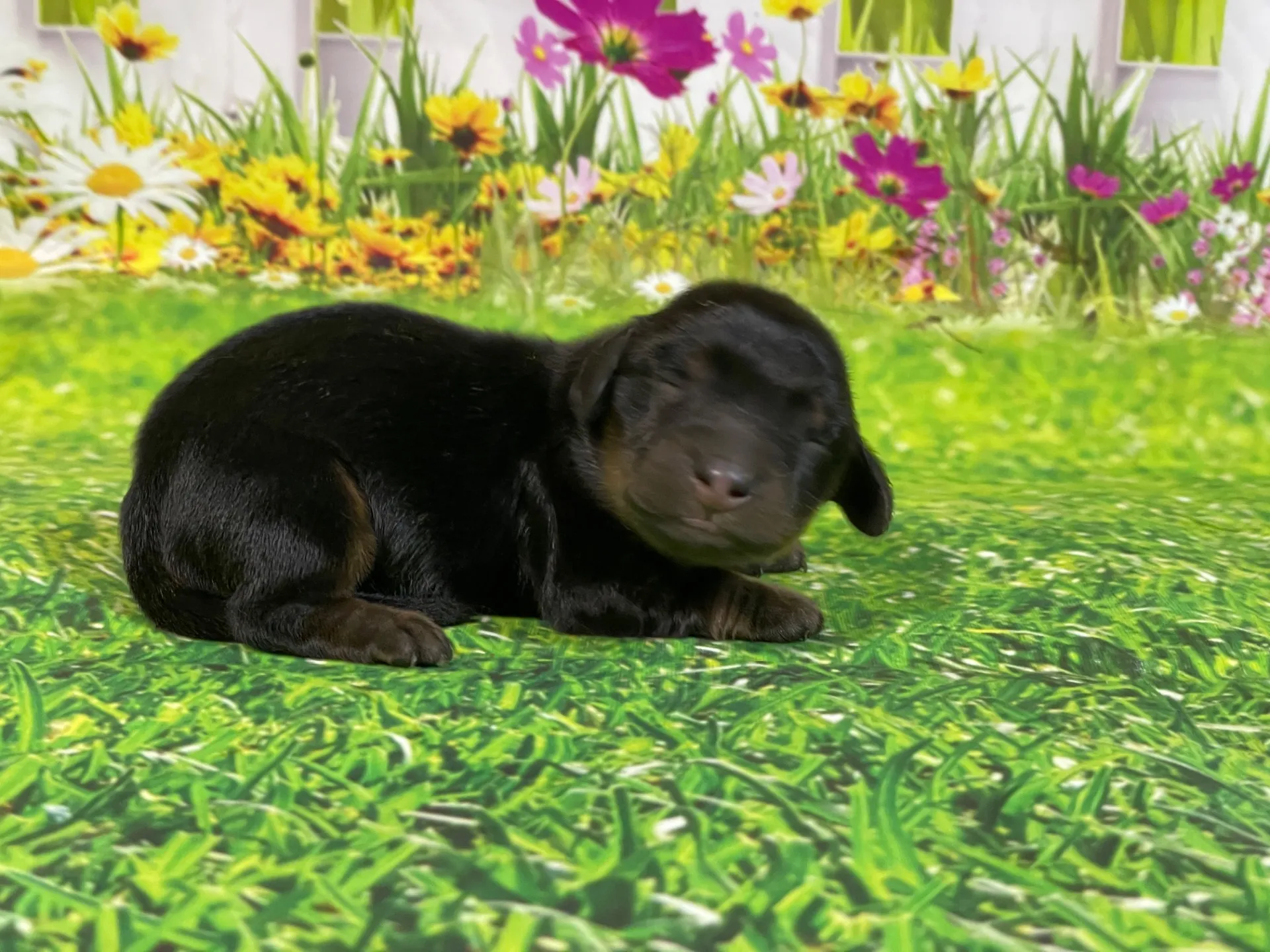 5/26生　<募集中>ミニチュアダックス