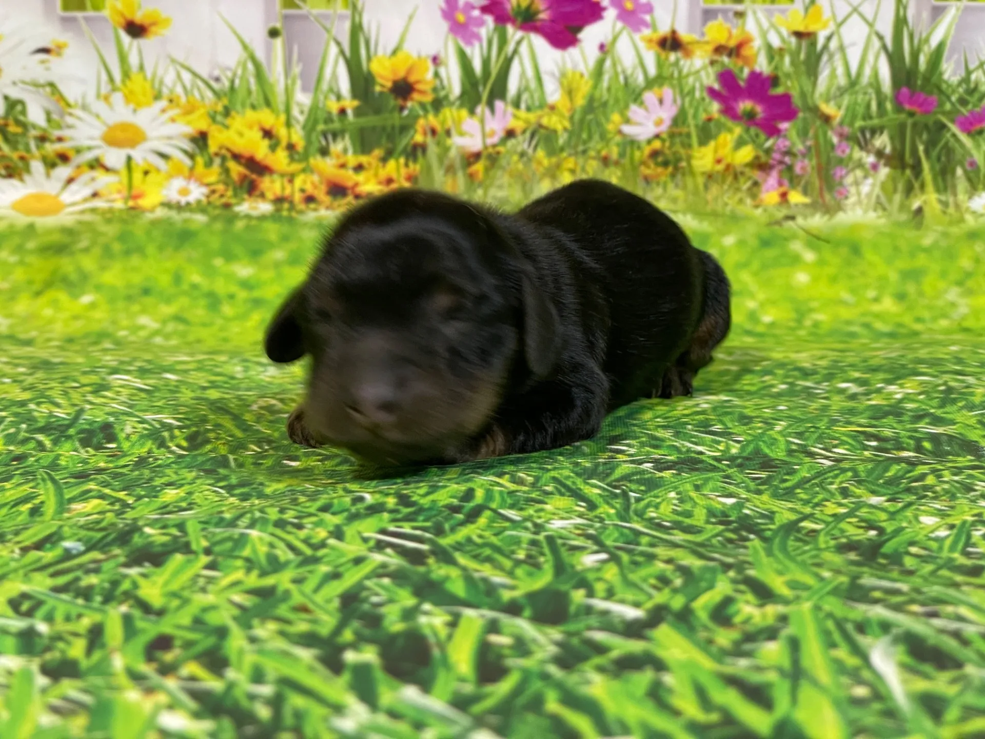 5/26生　<募集中>ミニチュアダックス