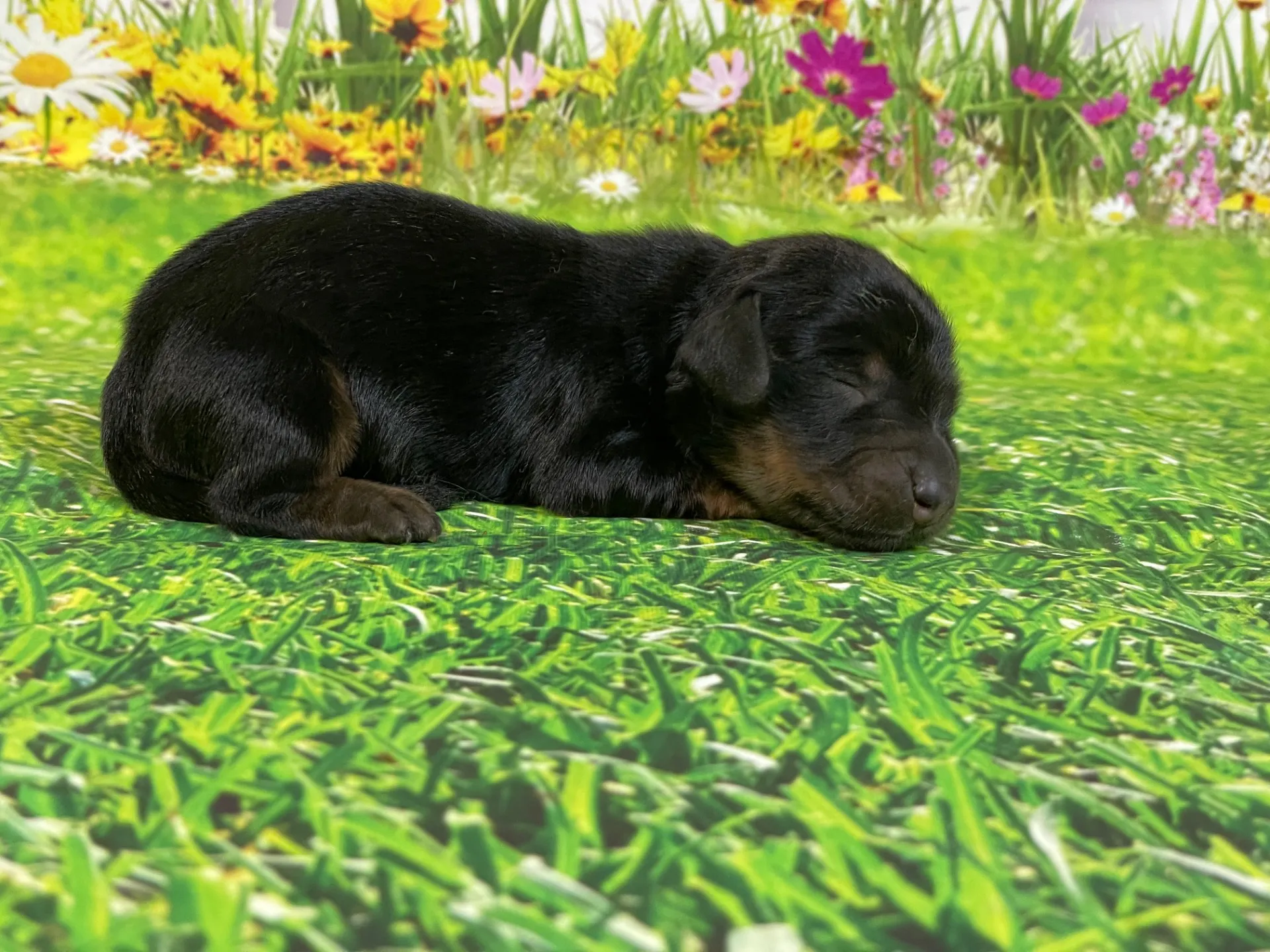 5/26生　<募集中>ミニチュアダックス