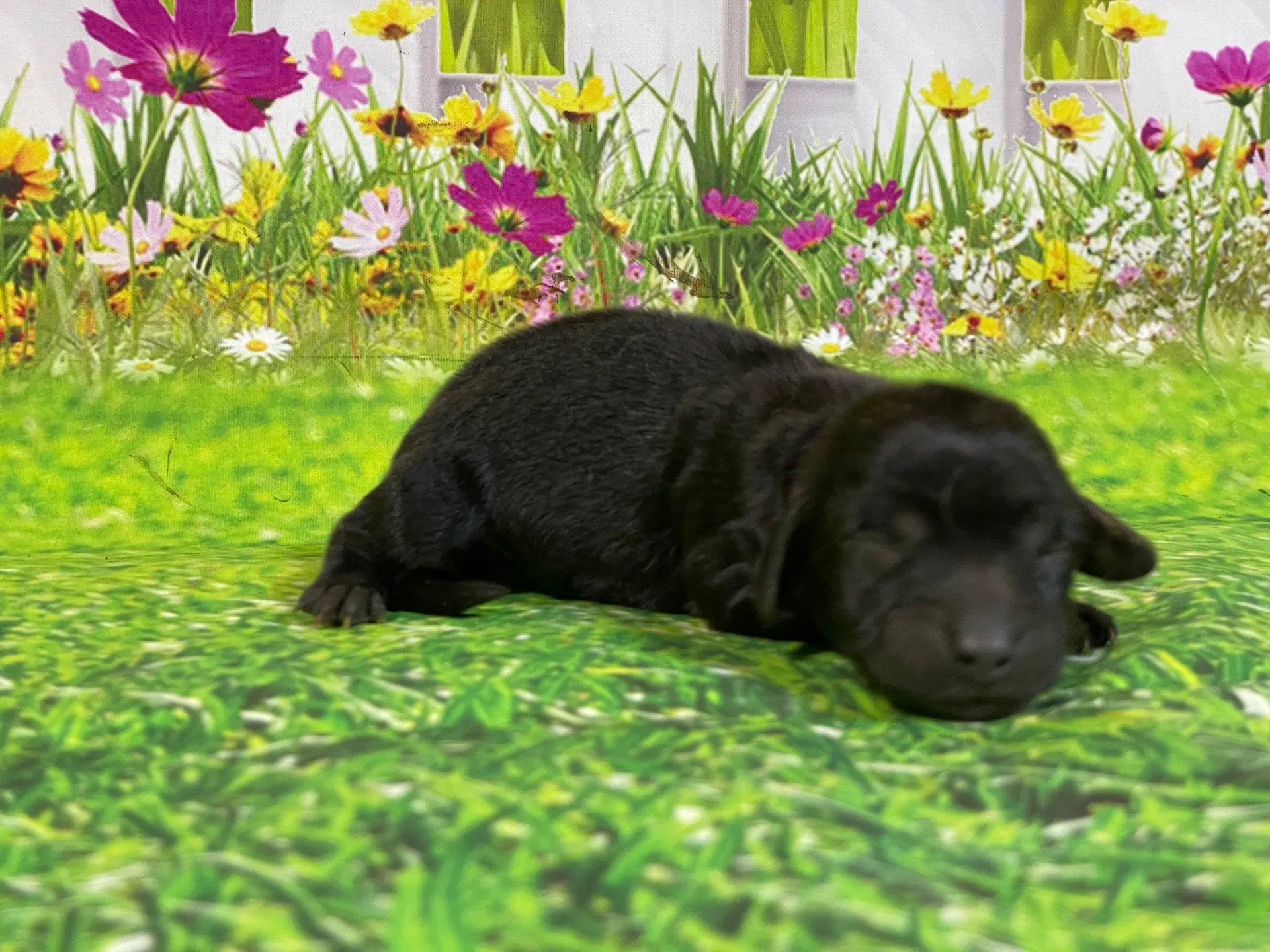 5/26生　<売約済>ミニチュアダックス