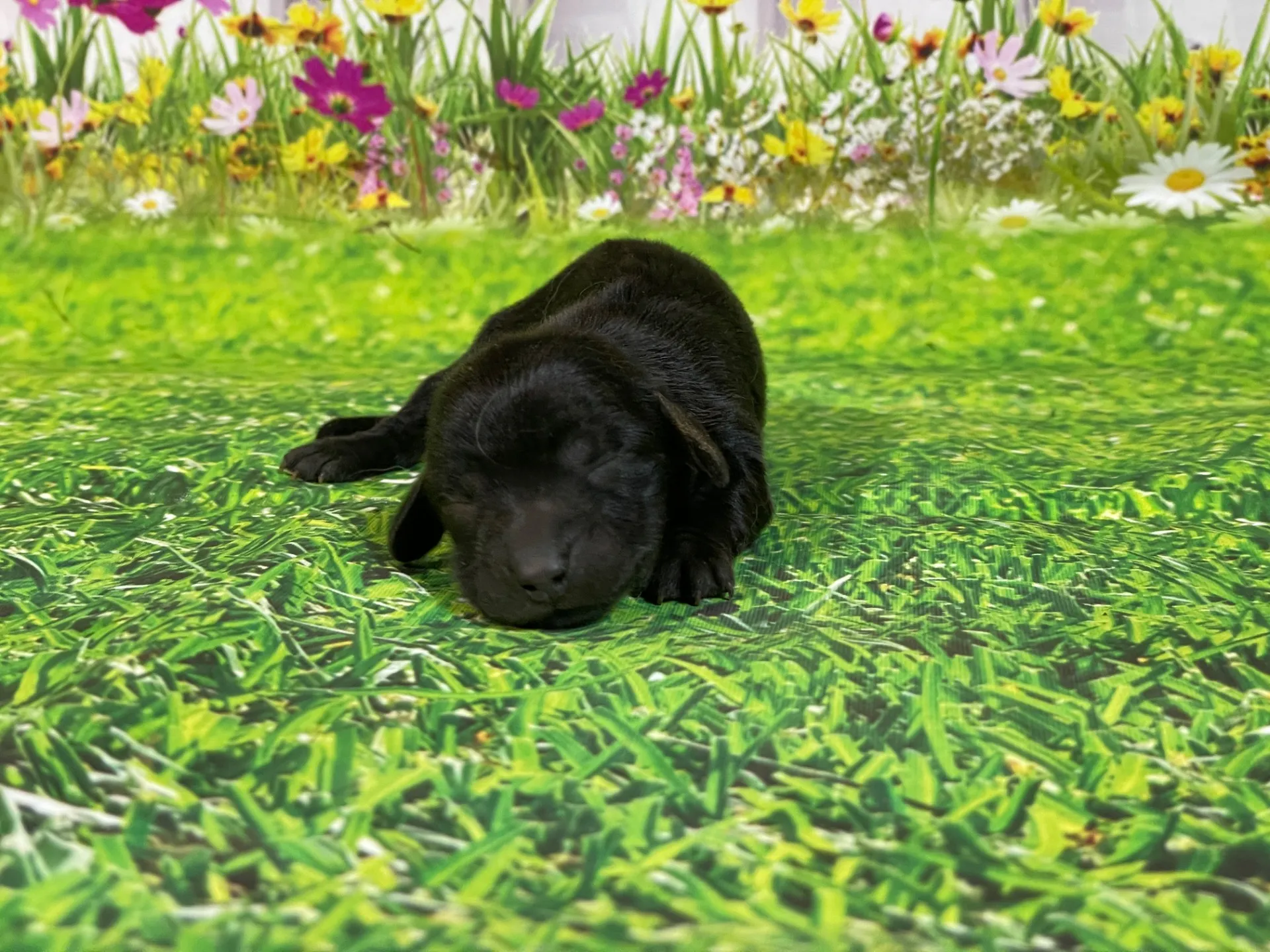 5/26生　<売約済>ミニチュアダックス