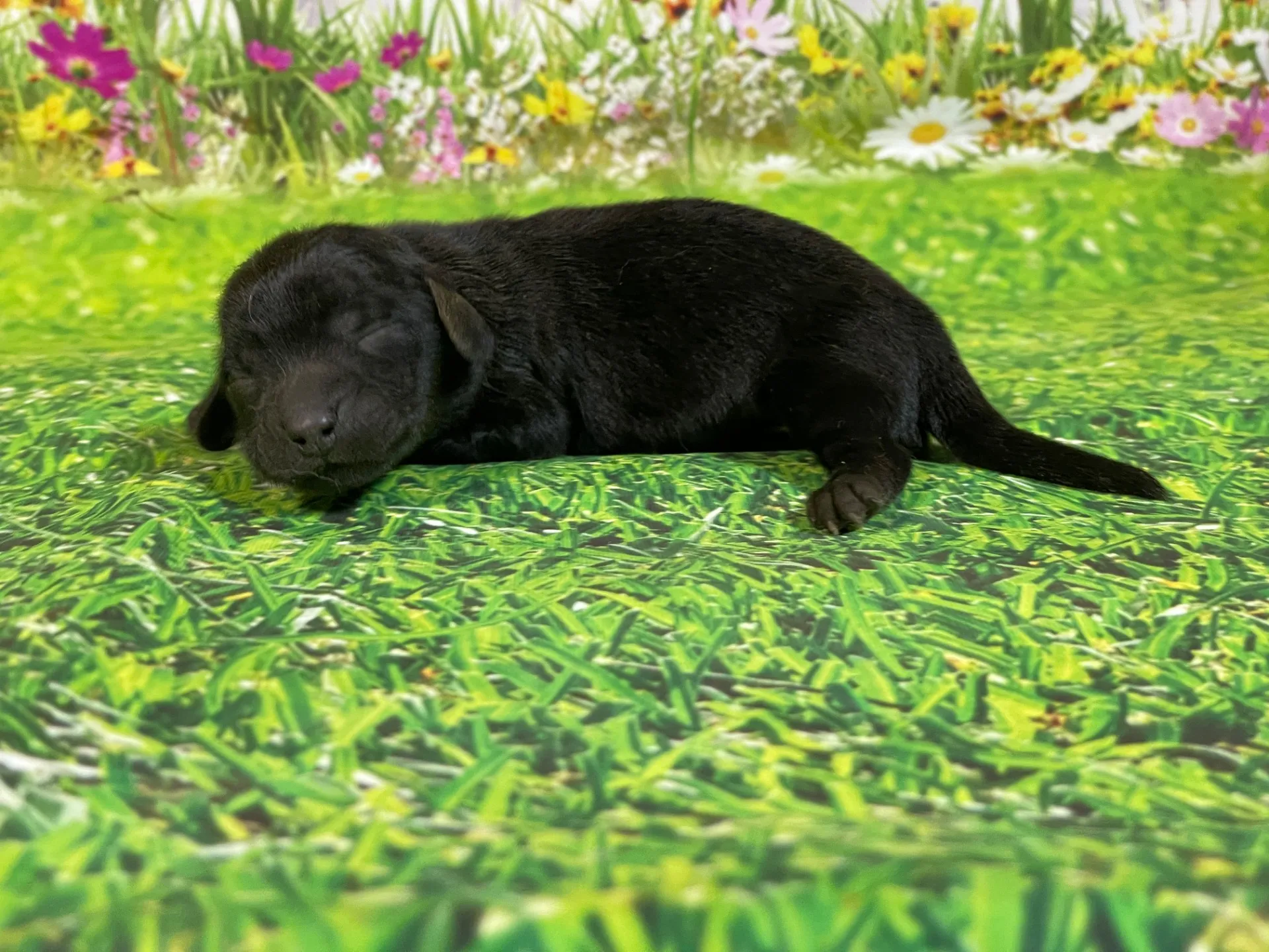 5/26生　<売約済>ミニチュアダックス