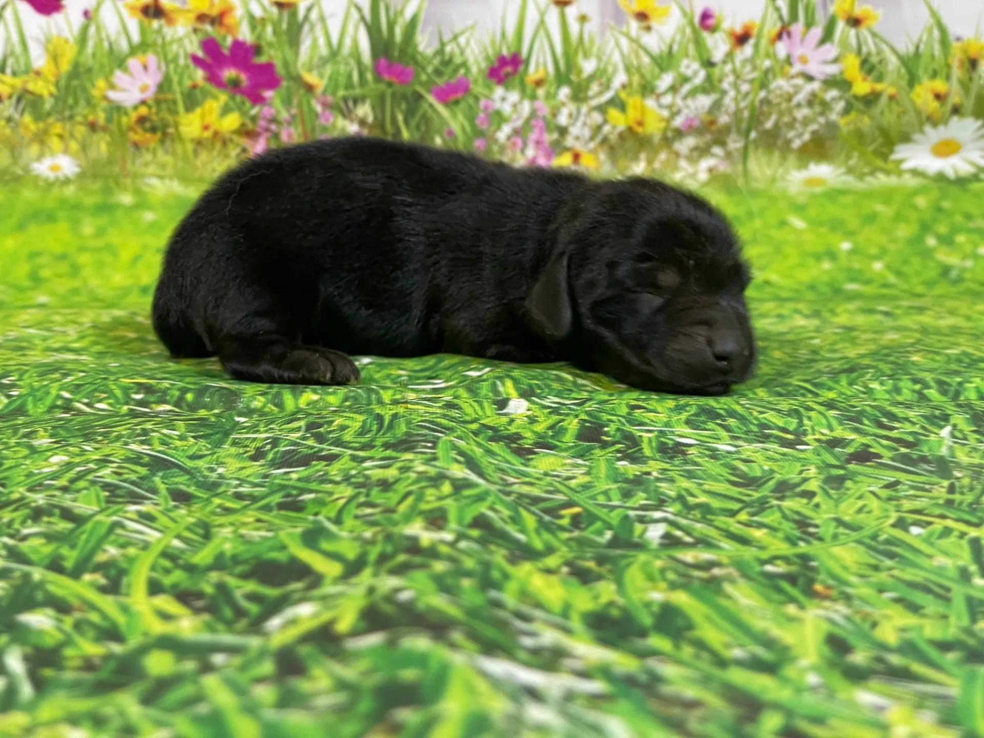 5/26生　<売約済>ミニチュアダックス