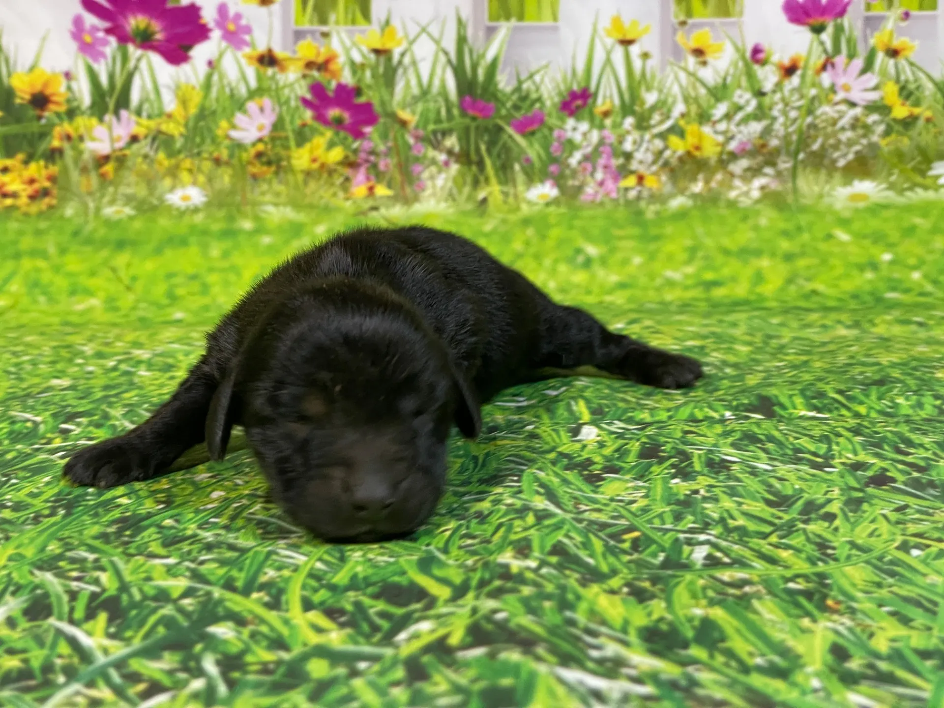 5/26生　<売約済>ミニチュアダックス