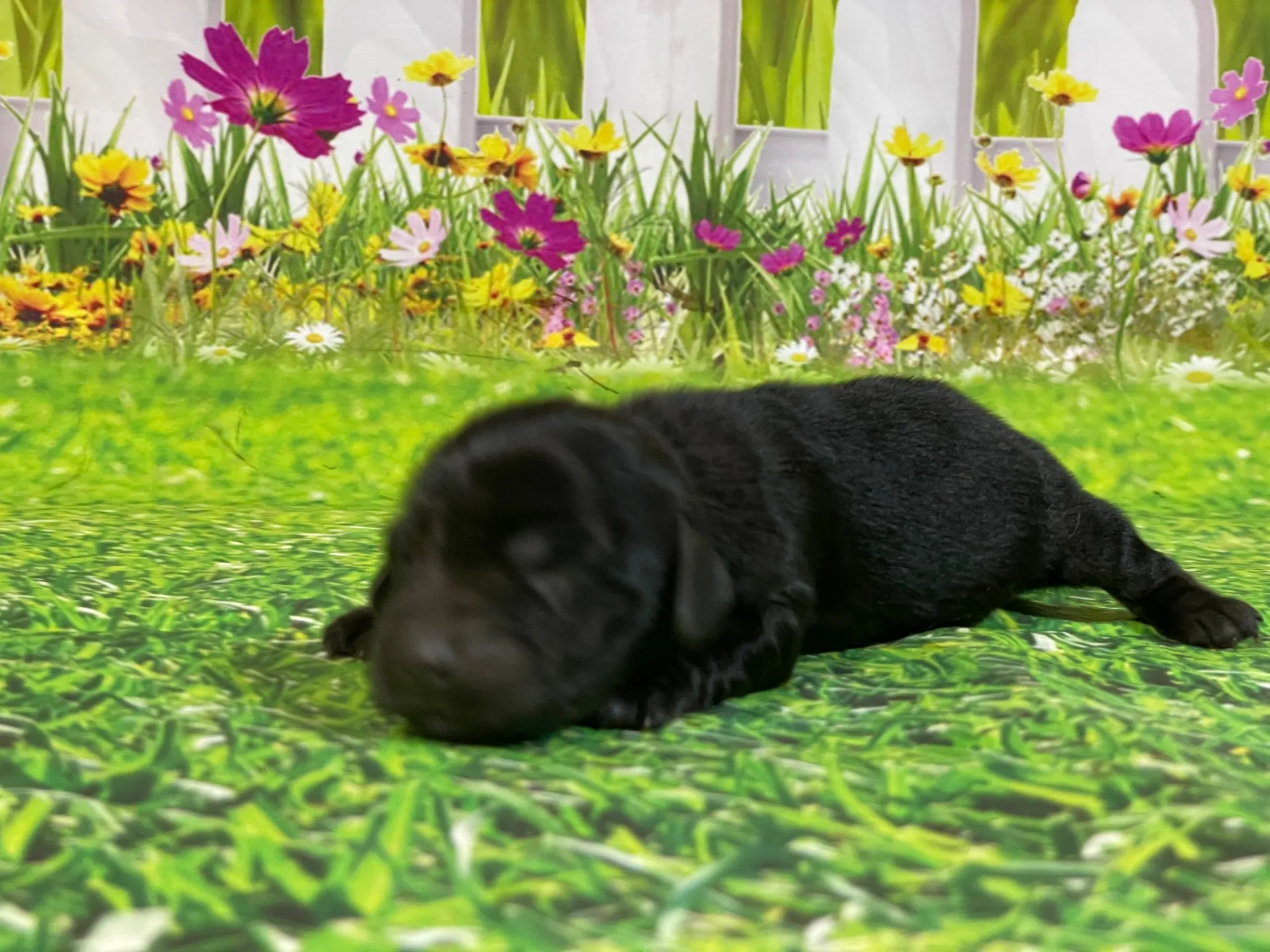 5/26生　<売約済>ミニチュアダックス