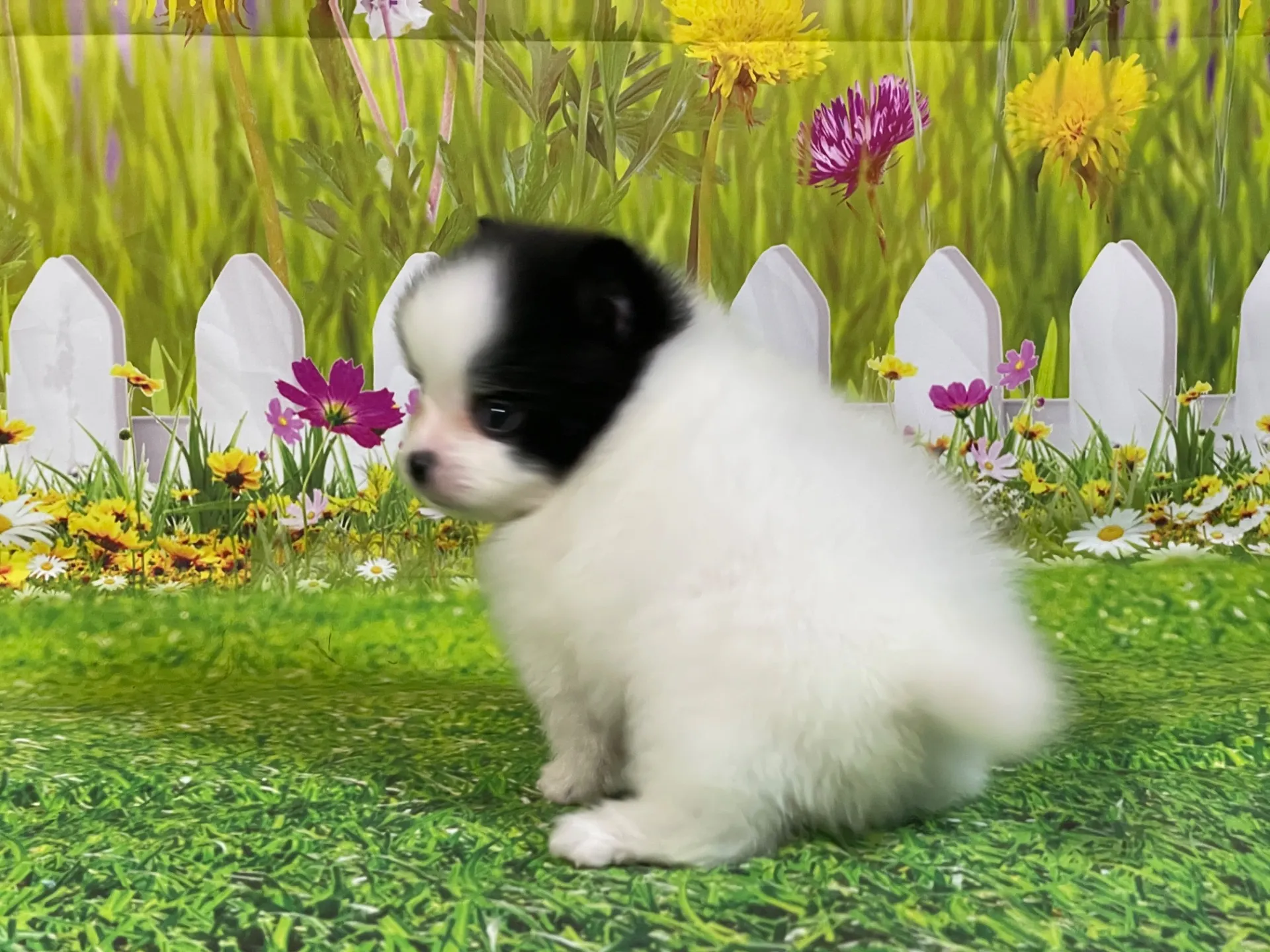 4/24生　<売約済>ポメラニアン