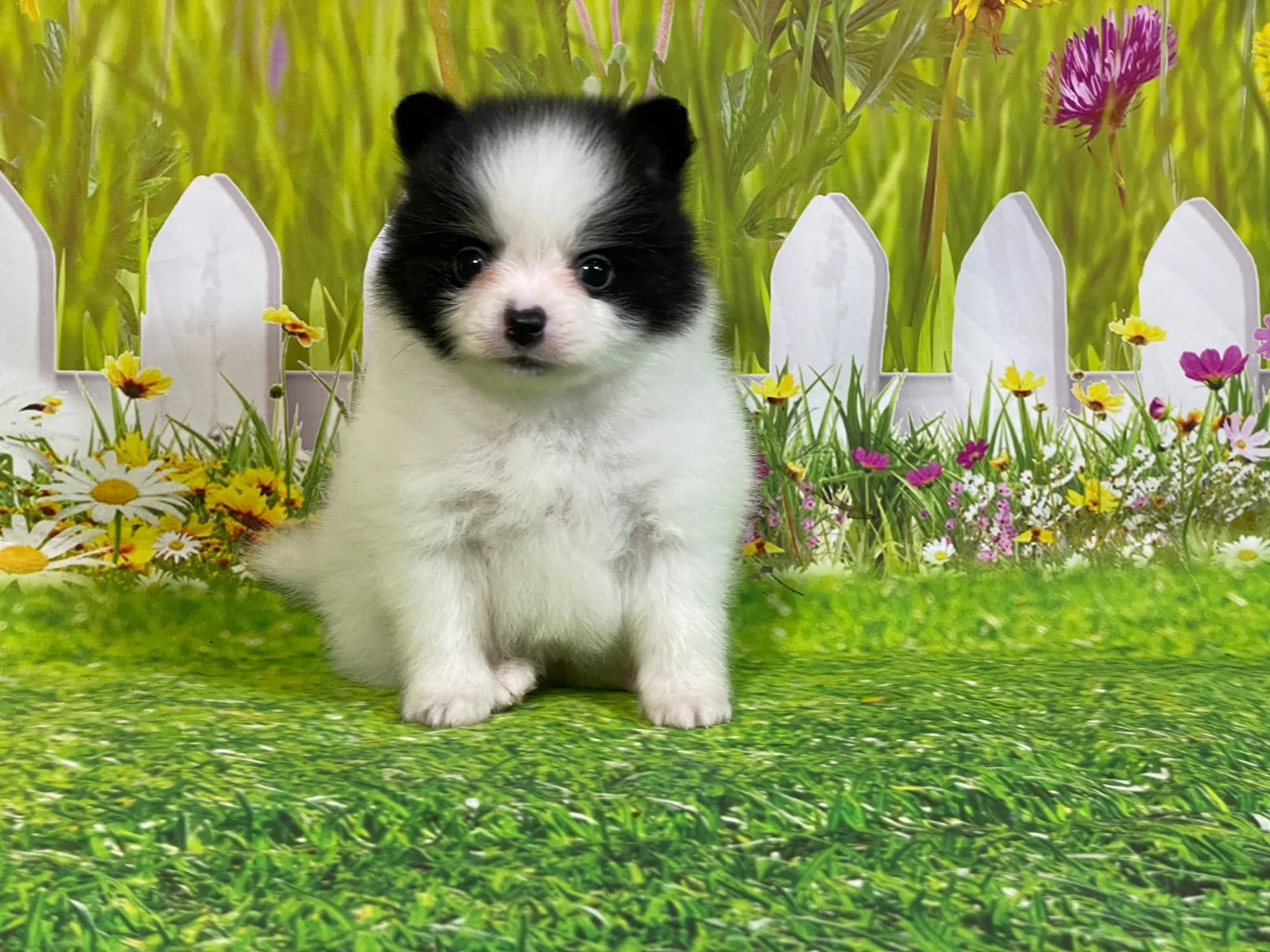 4/24生　<売約済>ポメラニアン