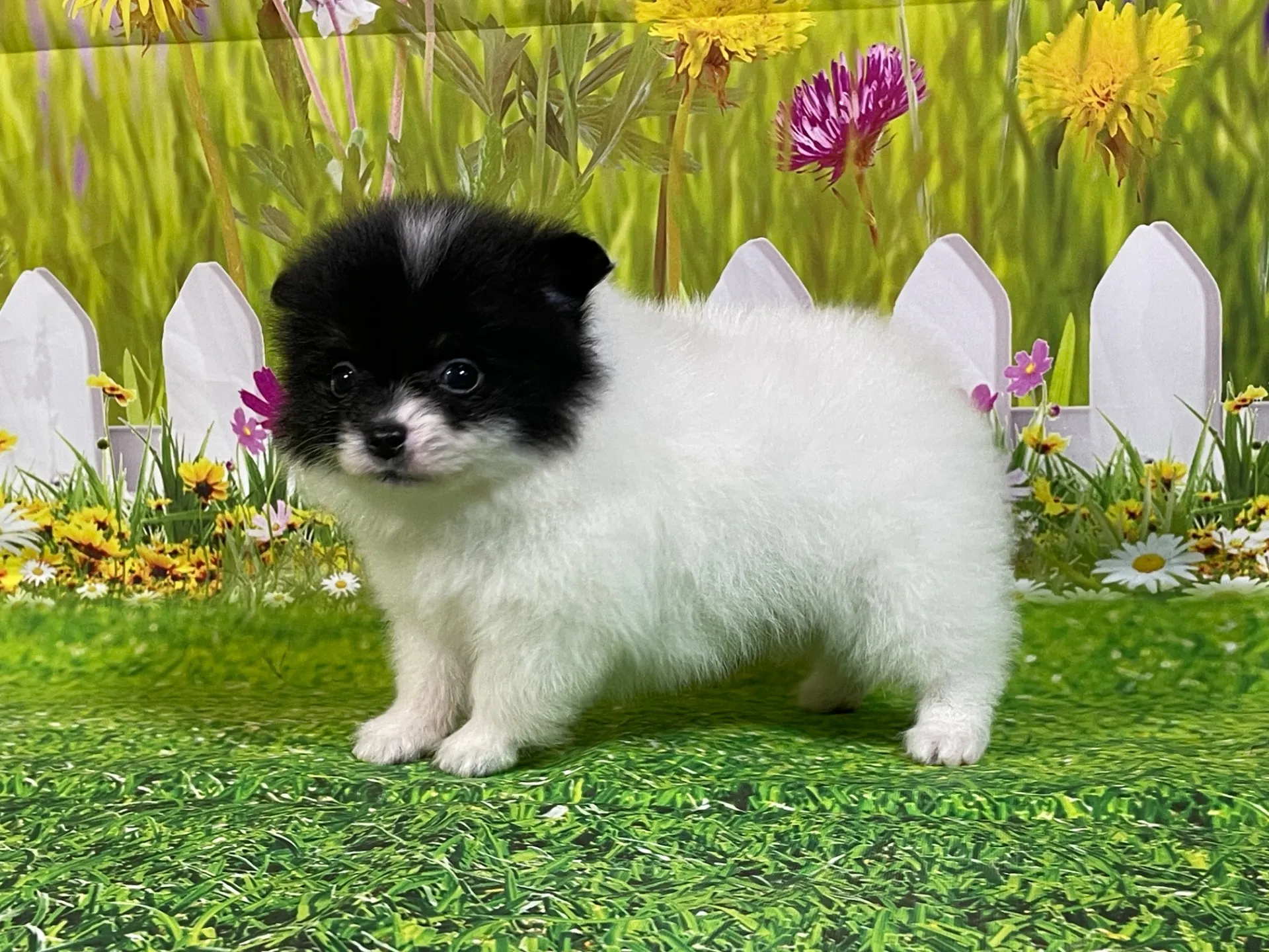 4/24生　<募集中>ポメラニアン