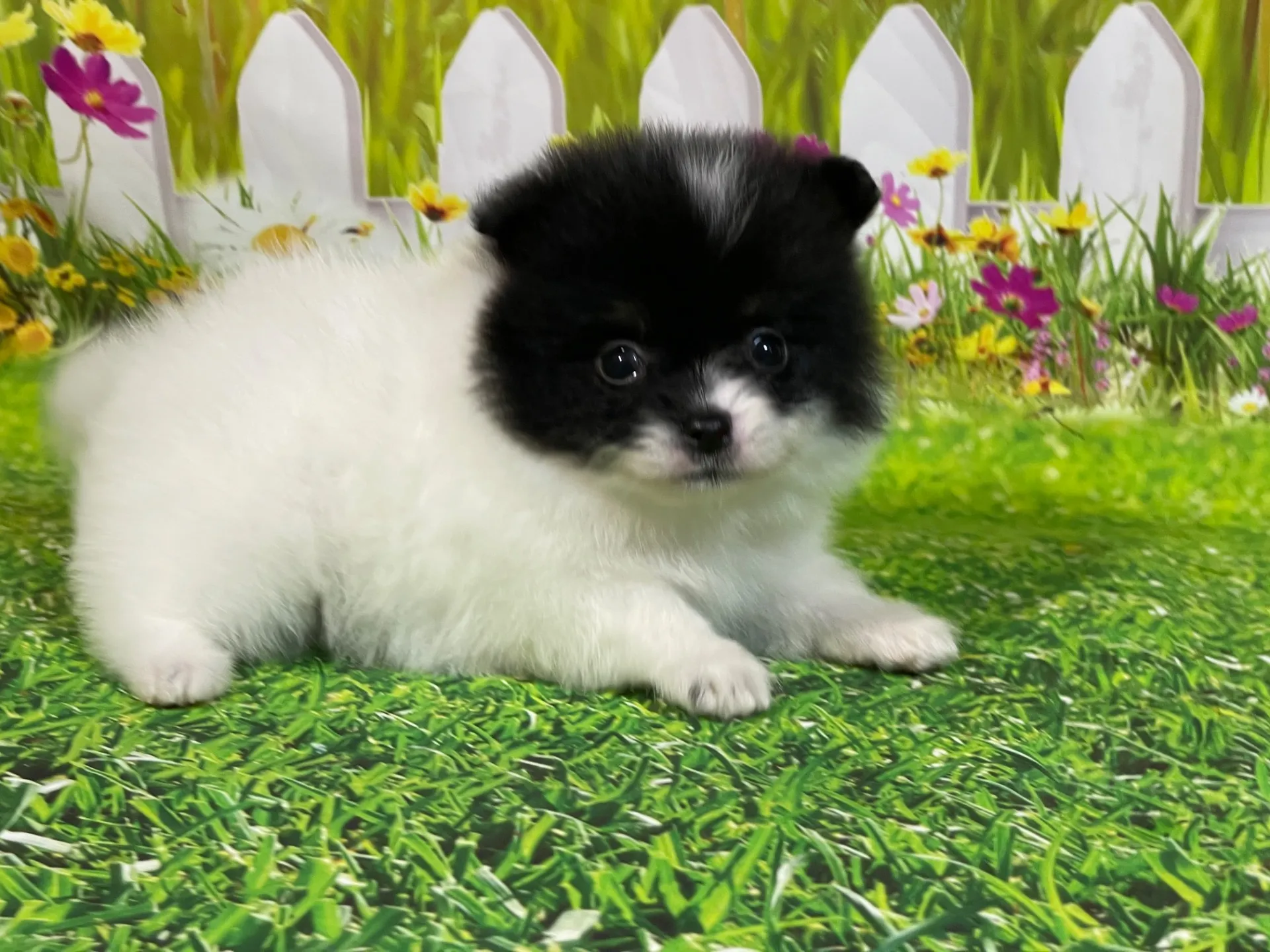 4/24生　<募集中>ポメラニアン