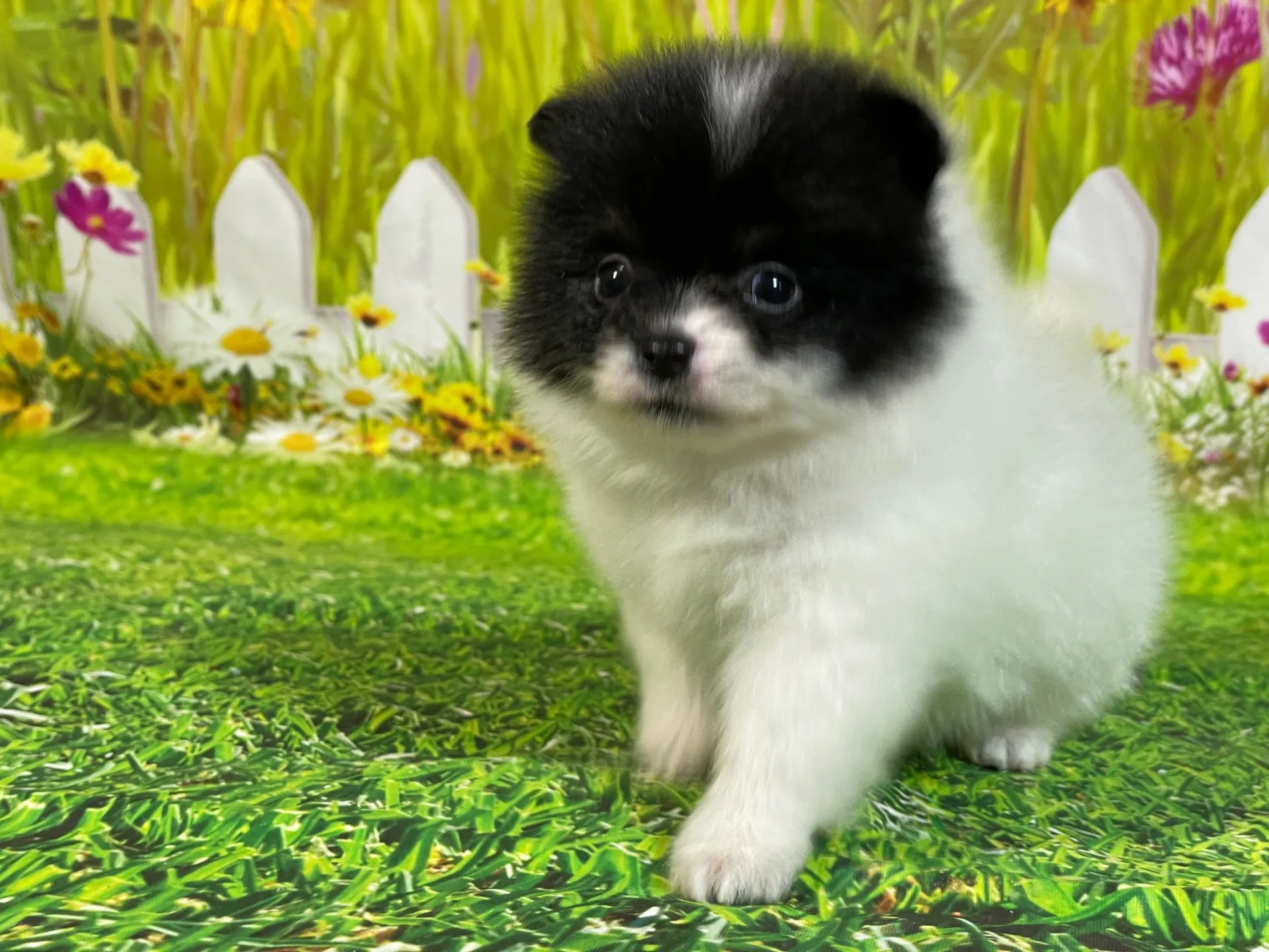 4/24生　<募集中>ポメラニアン