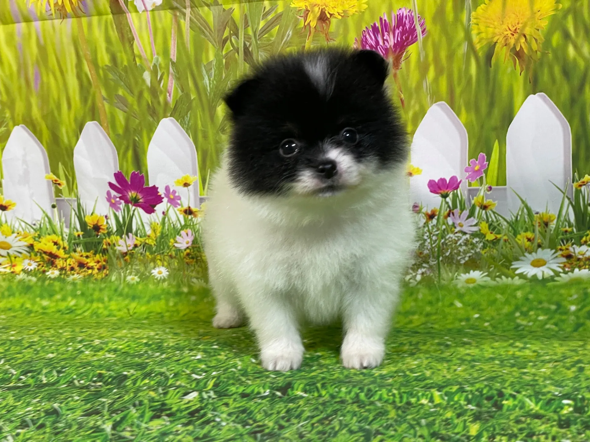 4/24生　<募集中>ポメラニアン