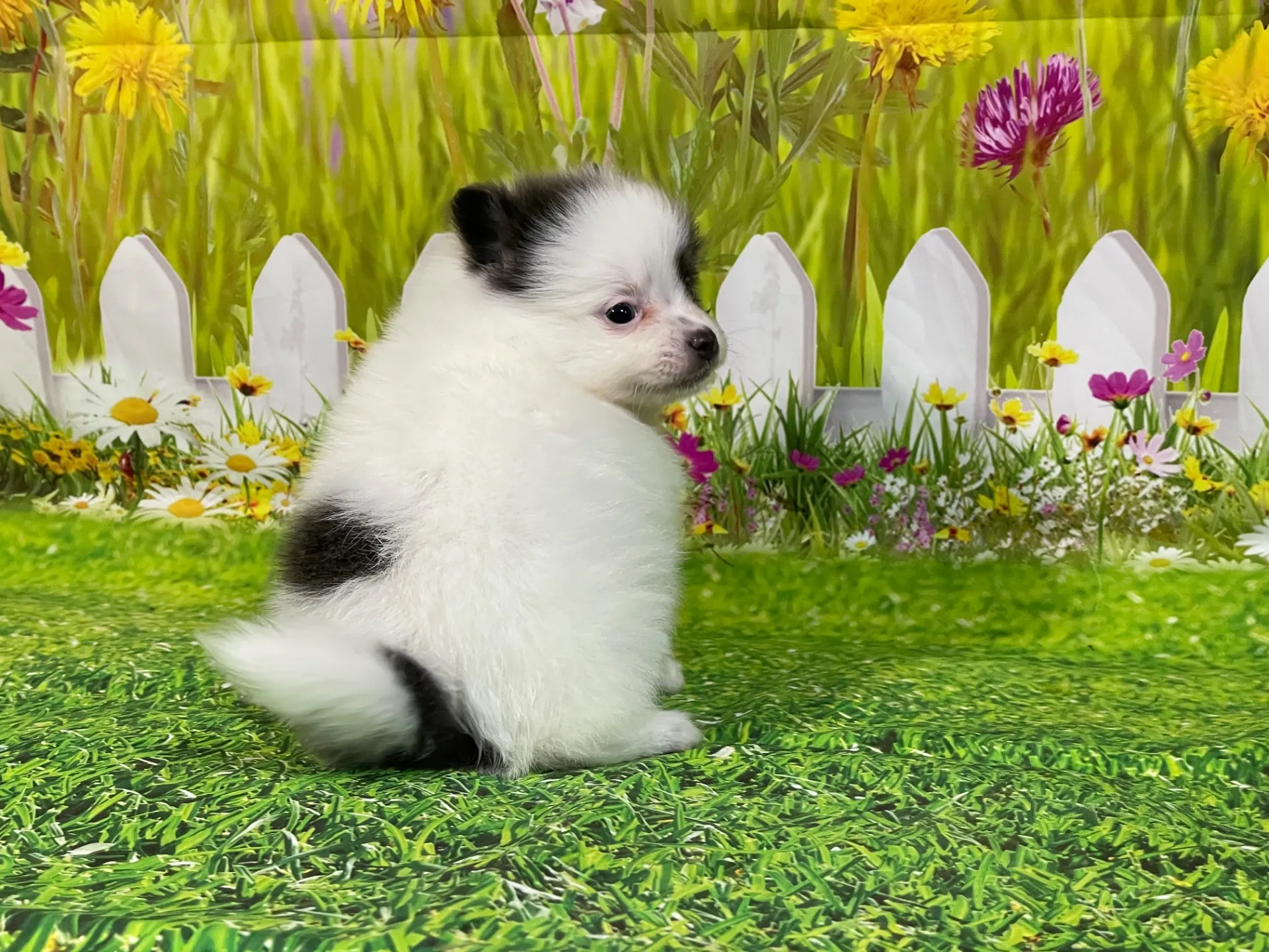 4/24生　<売約済>ポメラニアン