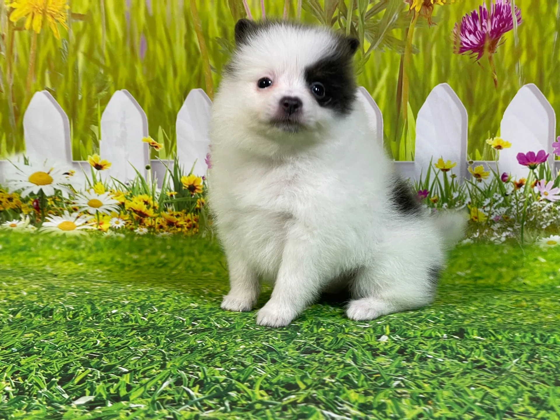 4/24生　<売約済>ポメラニアン