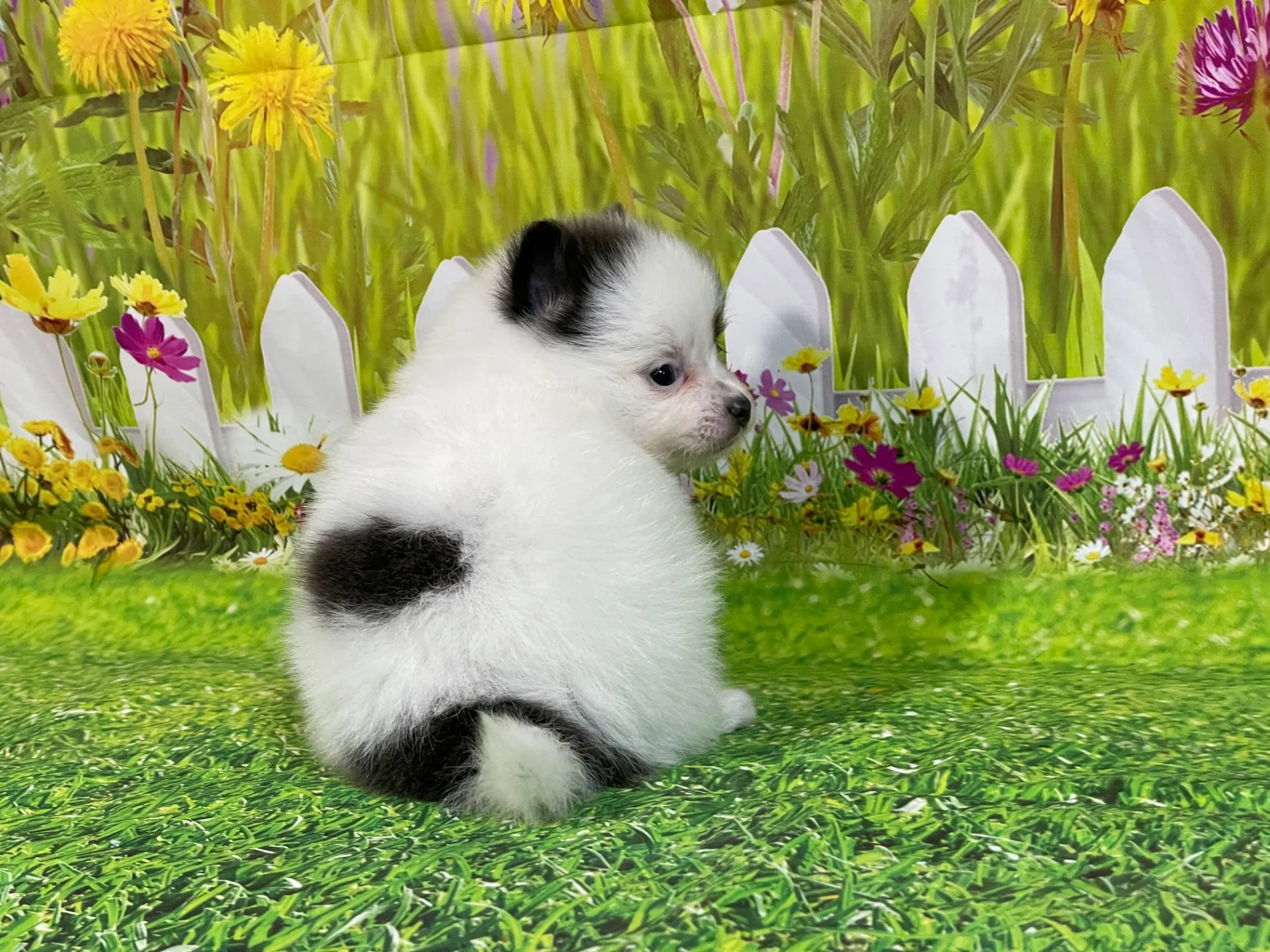 4/24生　<売約済>ポメラニアン