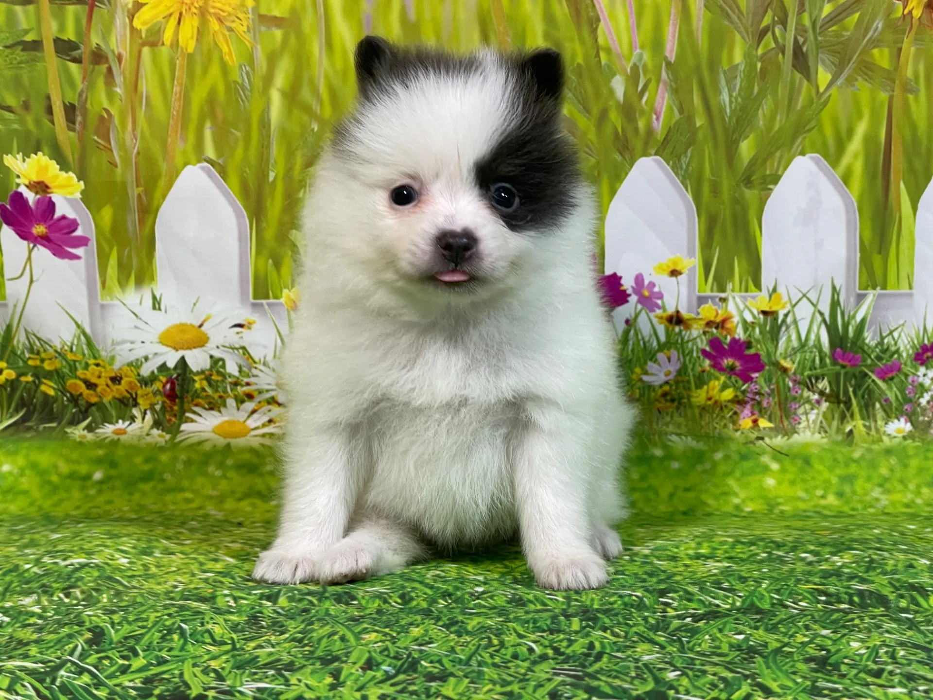 4/24生　<売約済>ポメラニアン