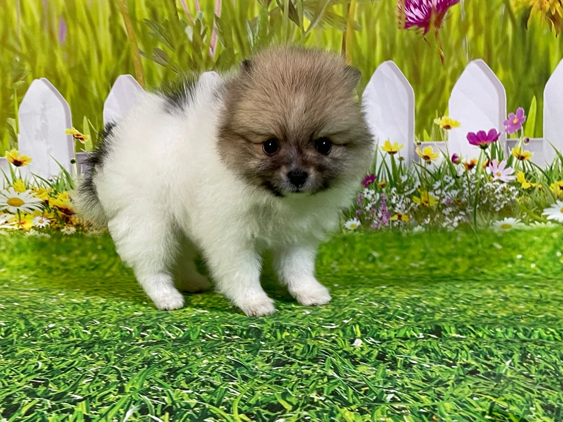 4/23生　<売約済>ポメラニアン