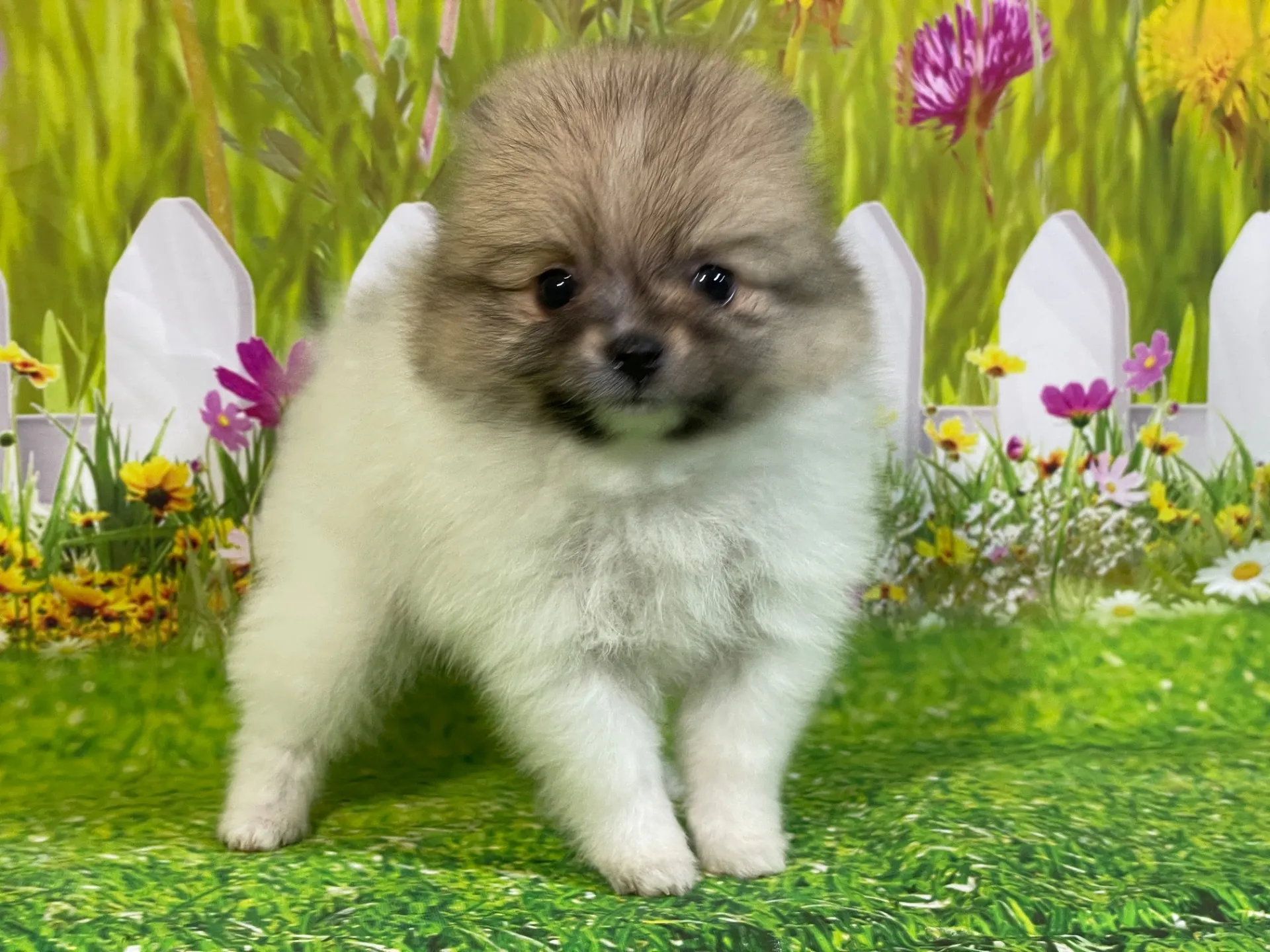 4/23生　<売約済>ポメラニアン