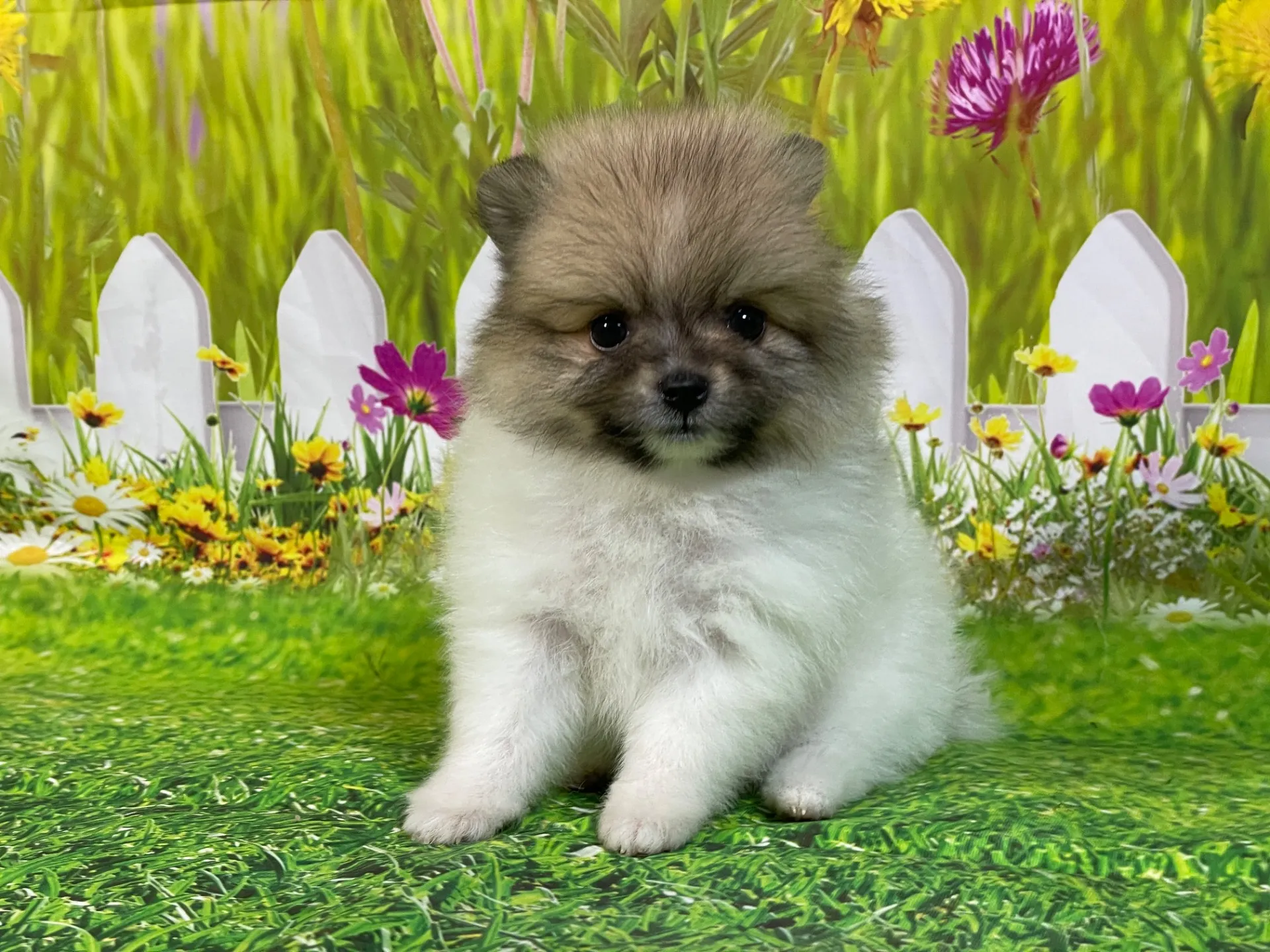 4/23生　<売約済>ポメラニアン