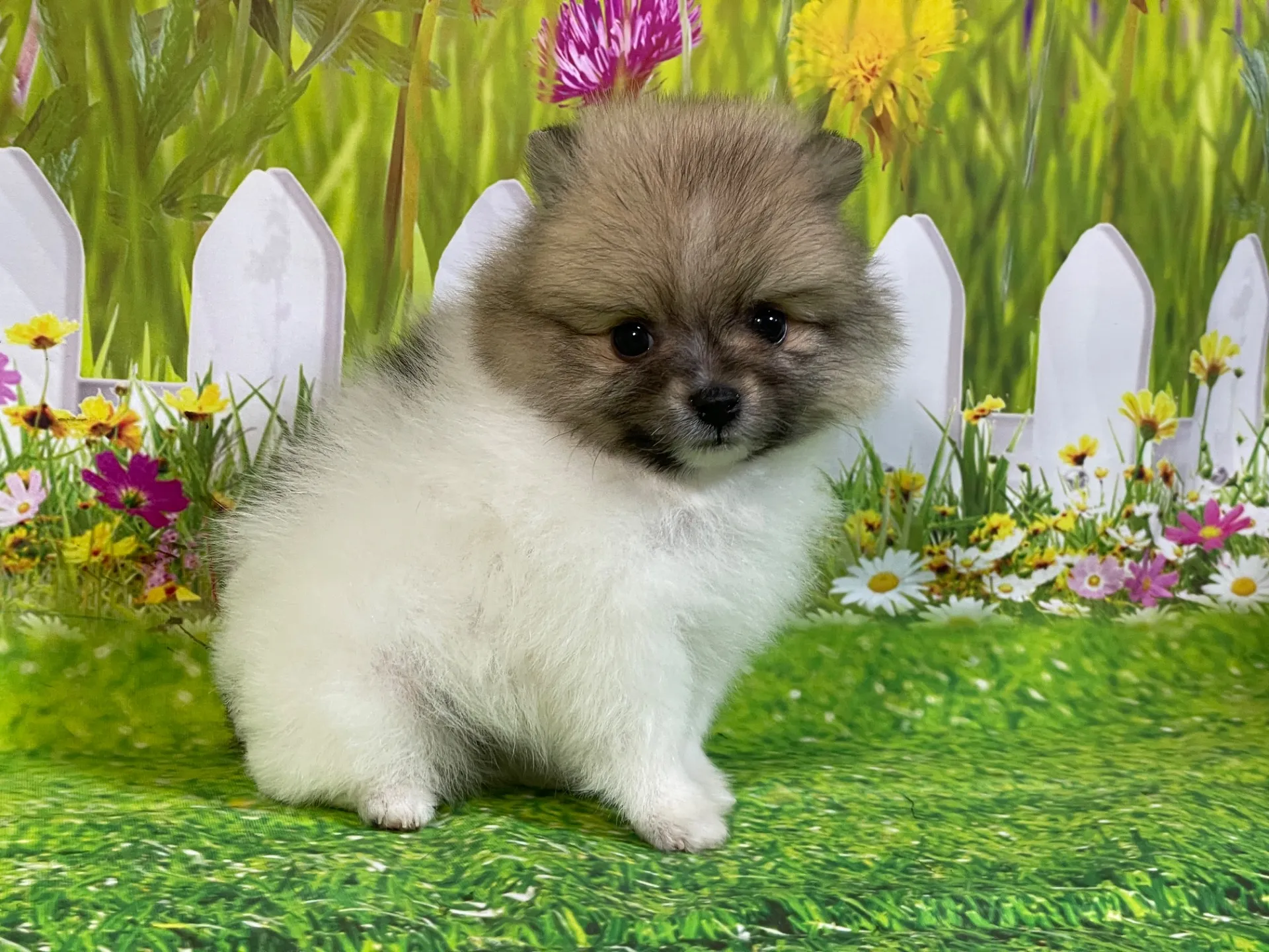 4/23生　<売約済>ポメラニアン