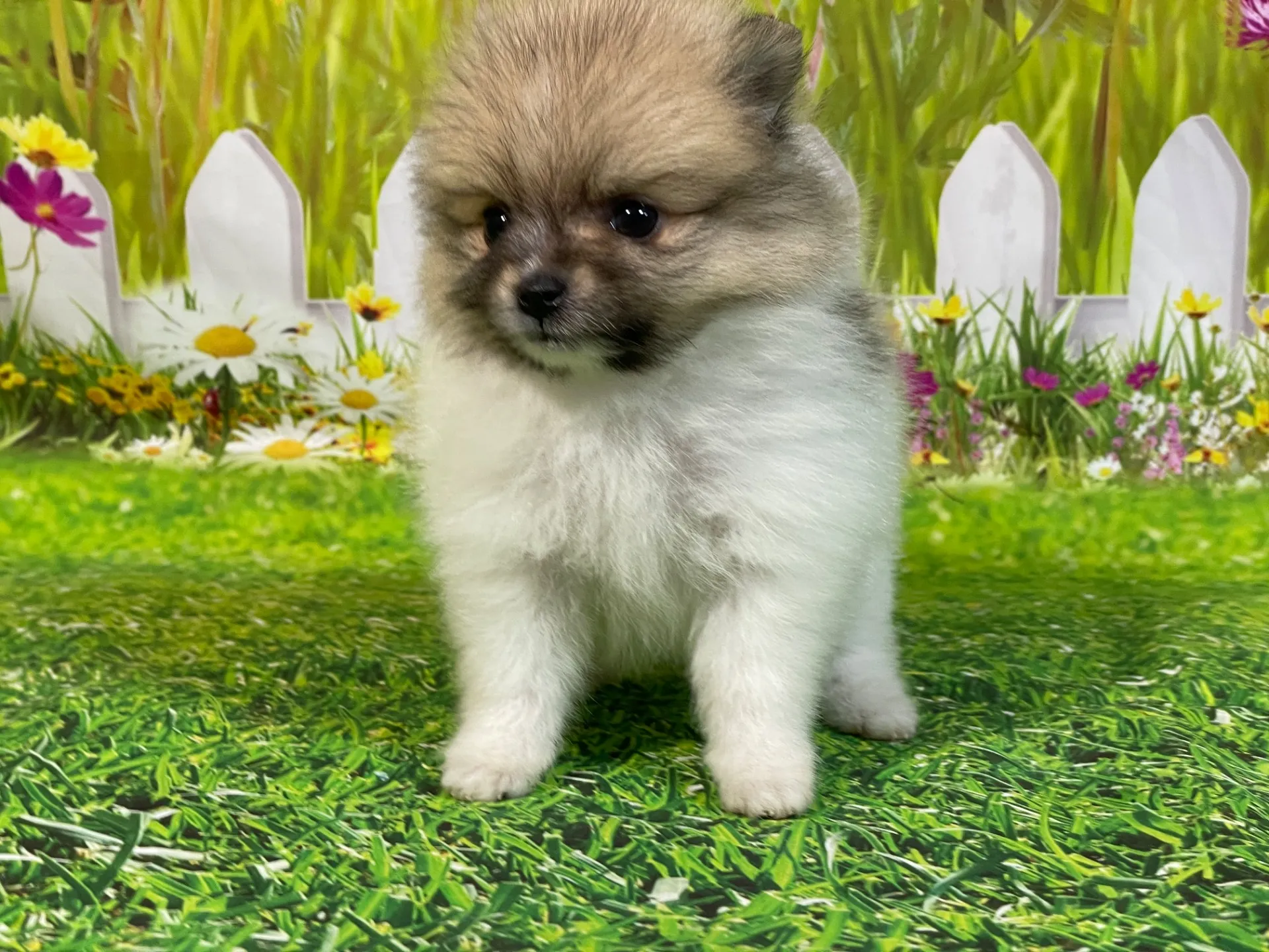 4/23生　<売約済>ポメラニアン