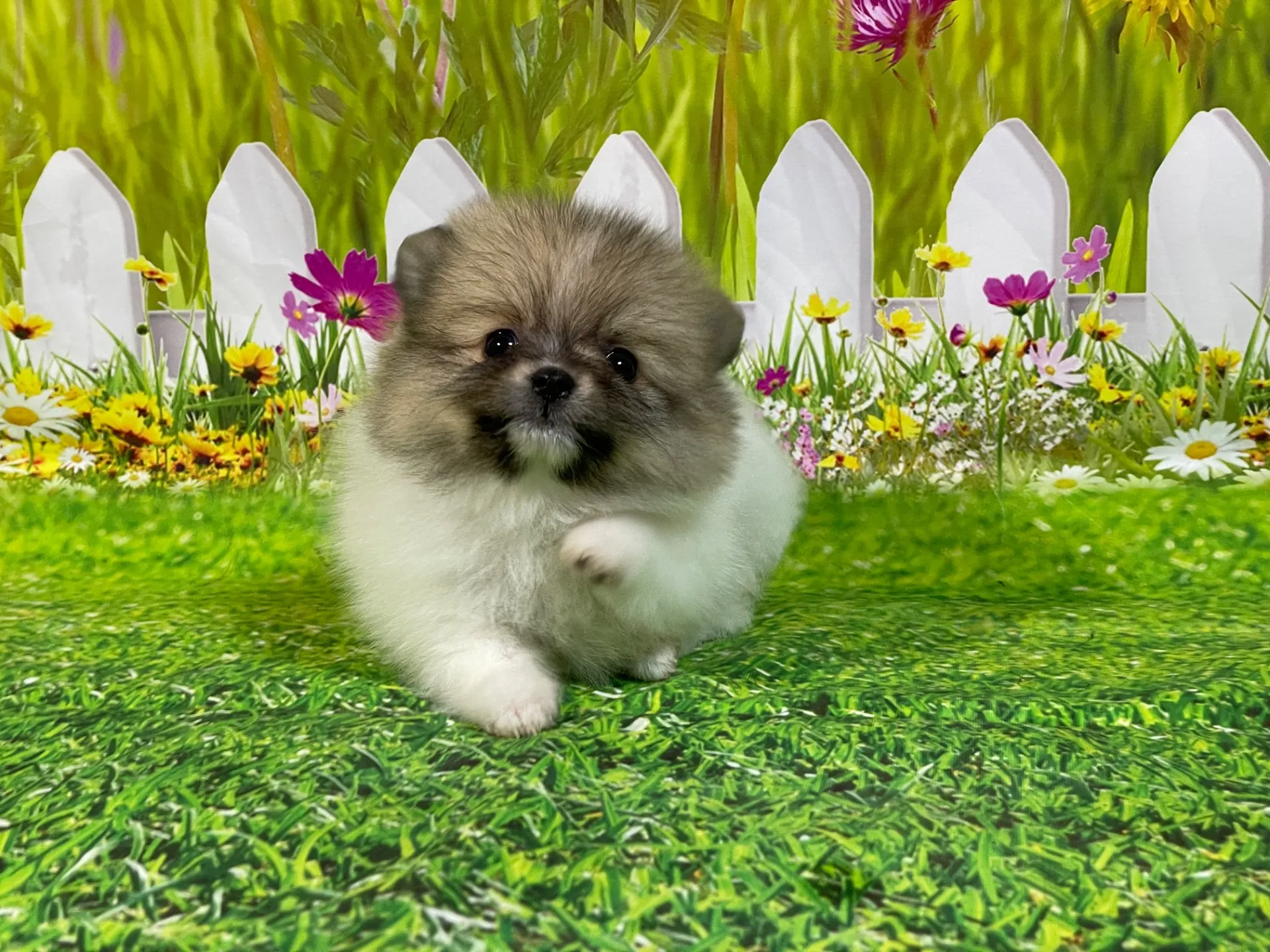 4/23生　<売約済>ポメラニアン