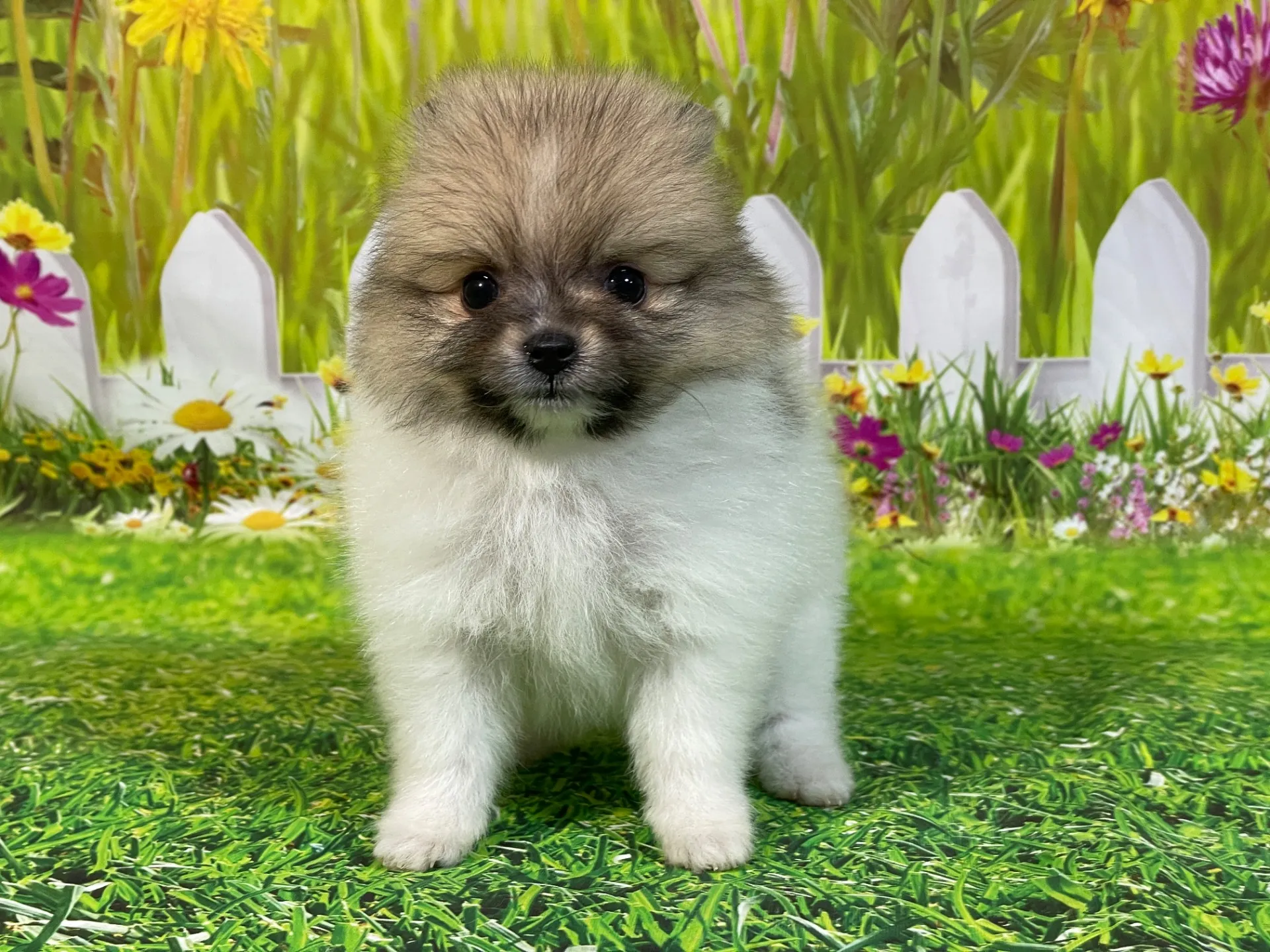 4/23生　<売約済>ポメラニアン