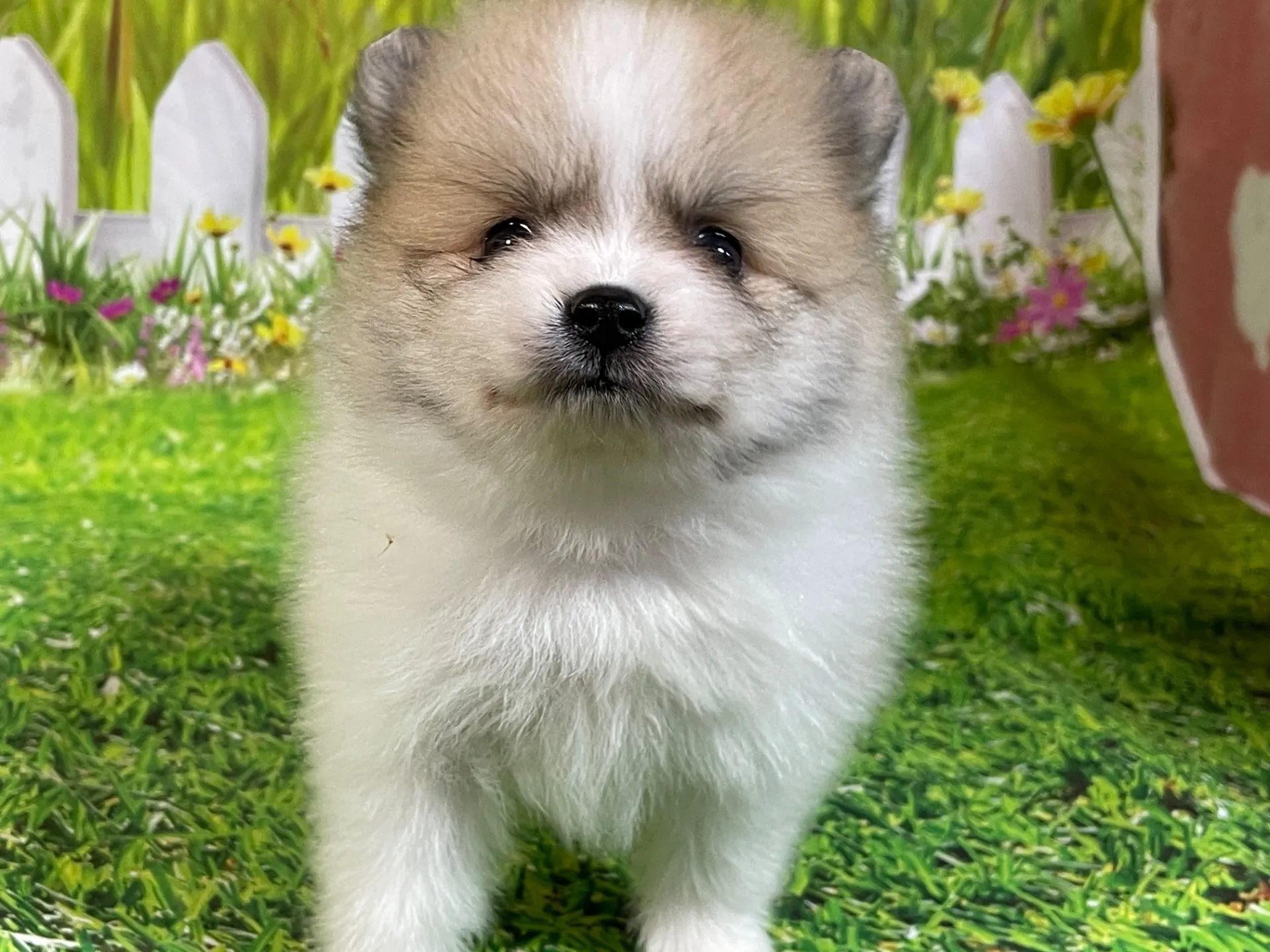 4/23生　<売約済>ポメラニアン