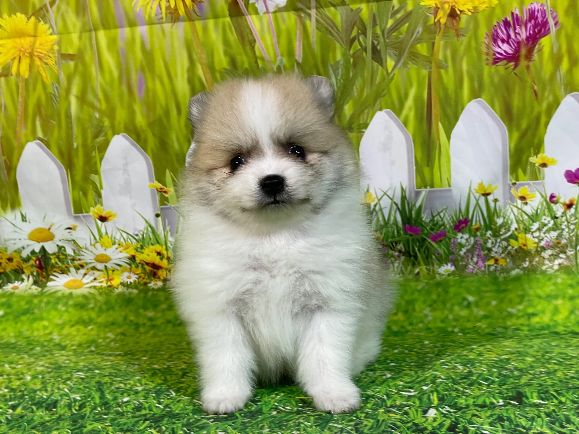 4/23生　<売約済>ポメラニアン