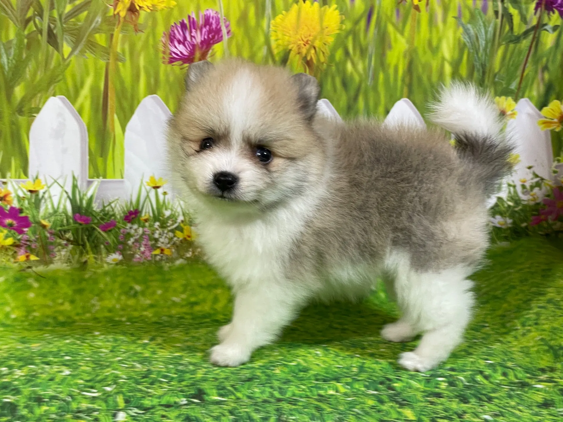 4/23生　<売約済>ポメラニアン