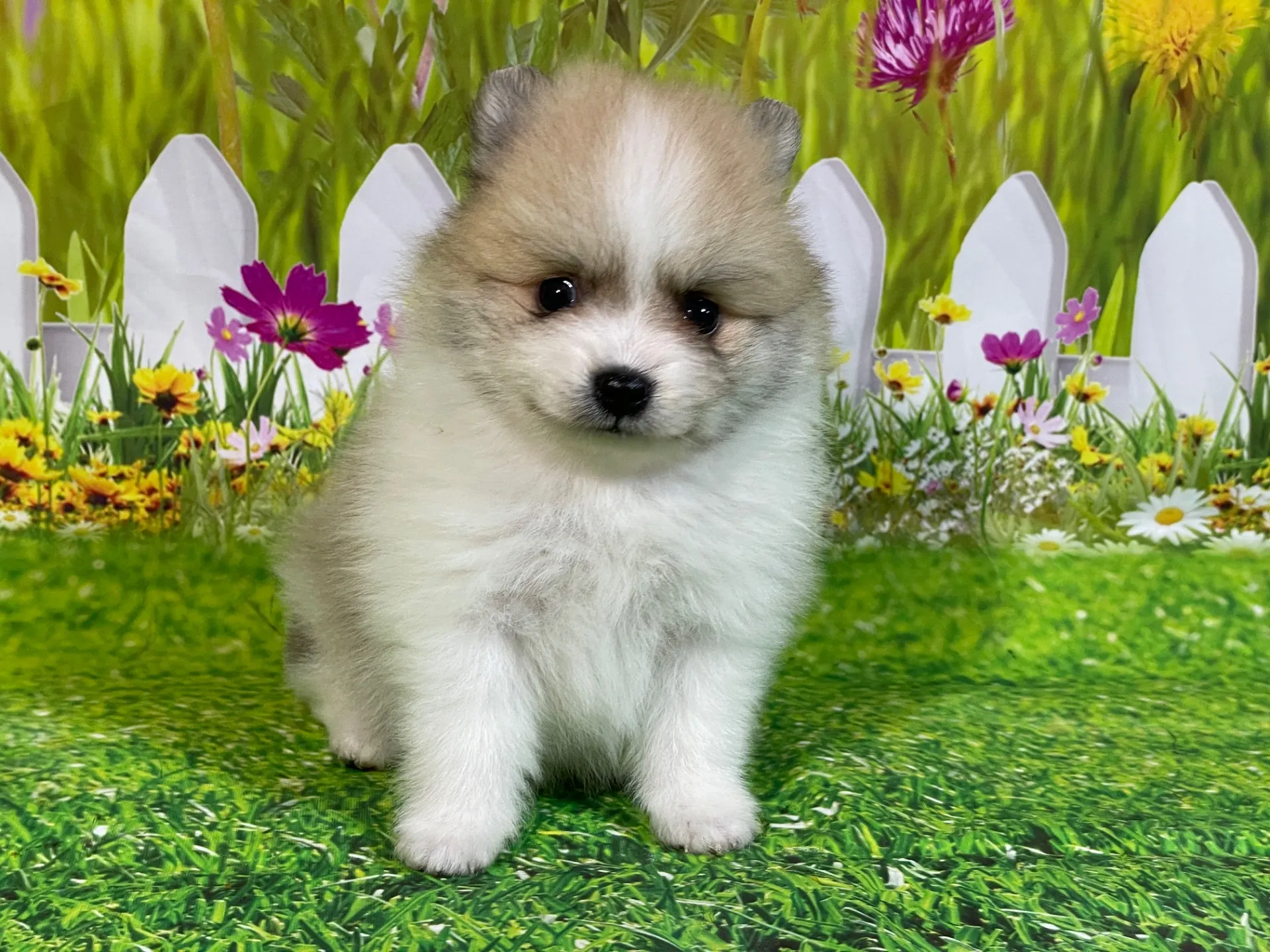 4/23生　<売約済>ポメラニアン