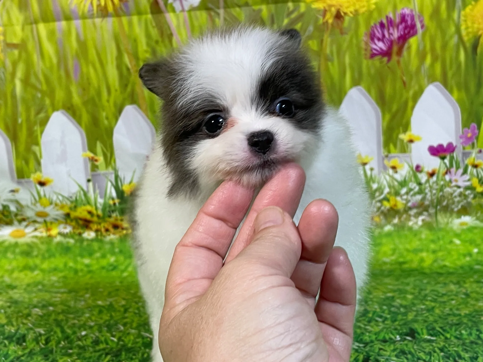 4/24生　<売約済>ポメラニアン