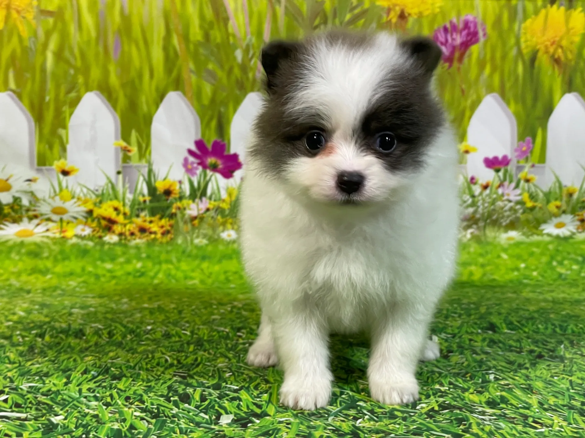 4/24生　<売約済>ポメラニアン