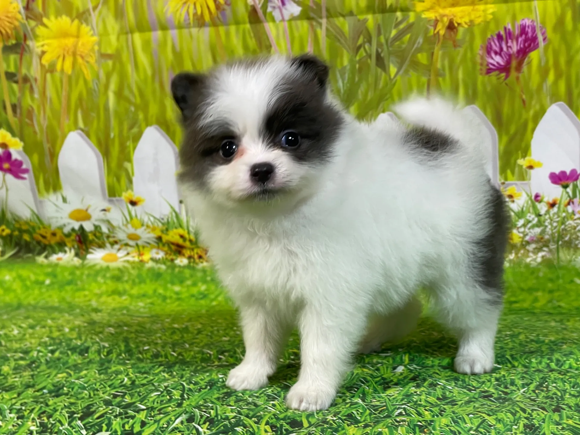 4/24生　<売約済>ポメラニアン