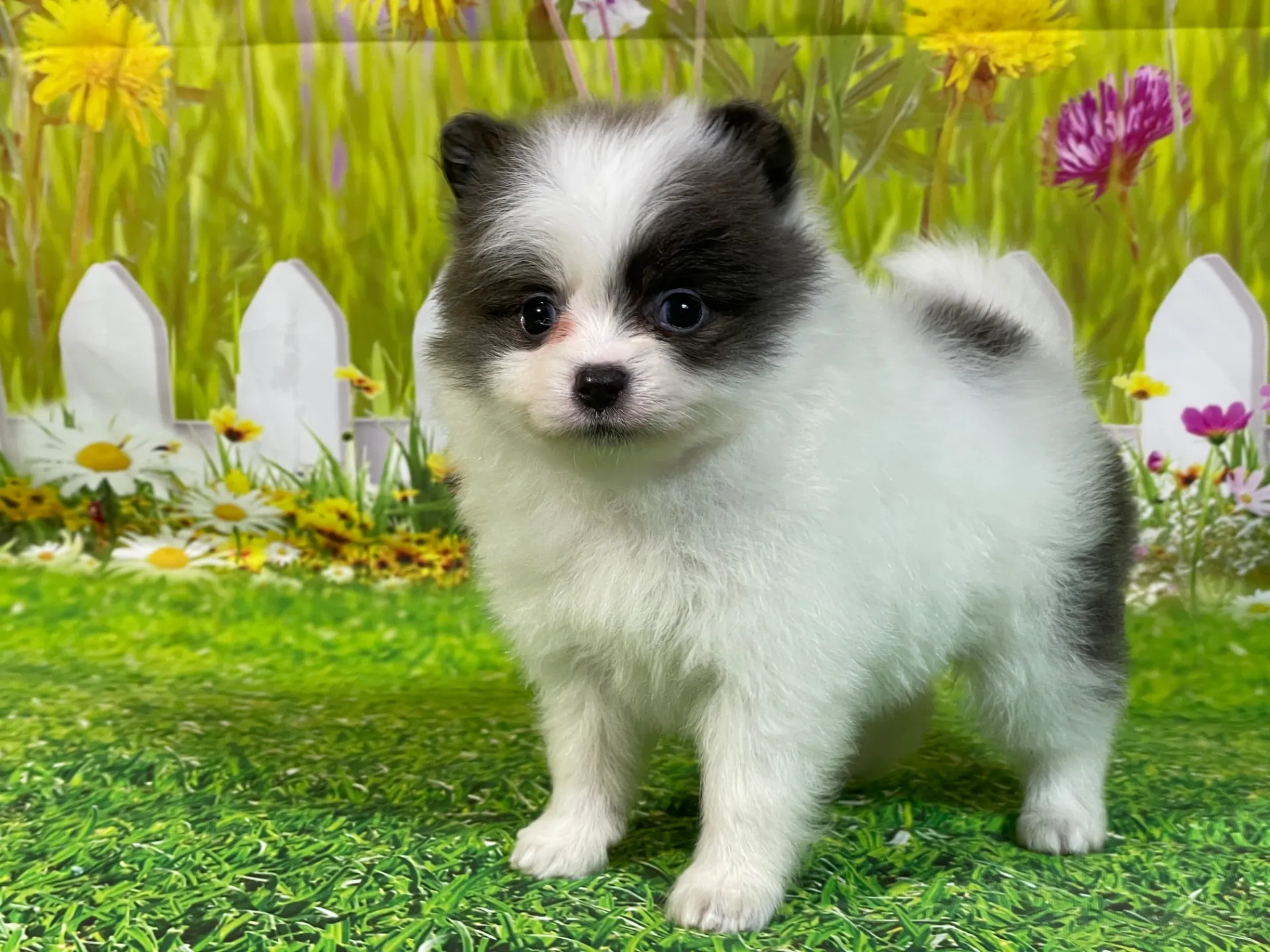 4/24生　<売約済>ポメラニアン