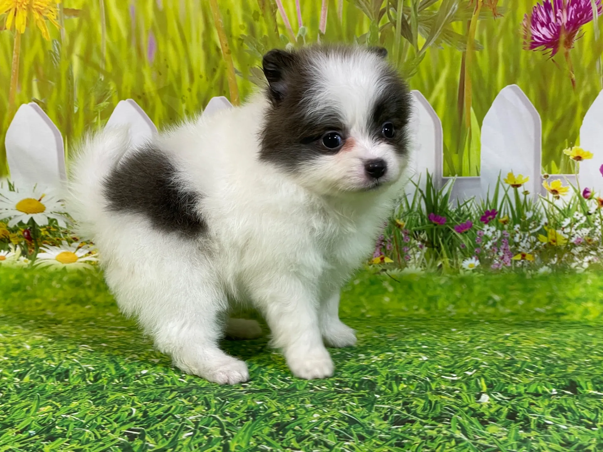 4/24生　<売約済>ポメラニアン