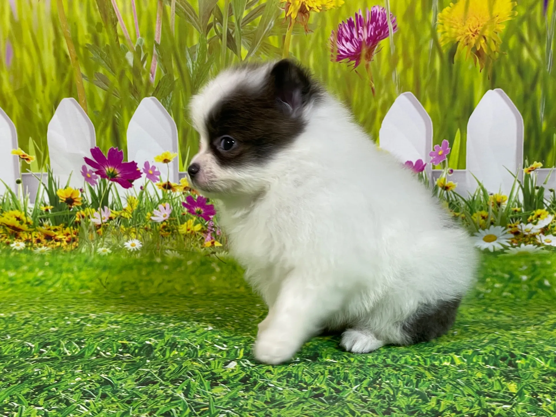 4/24生　<売約済>ポメラニアン