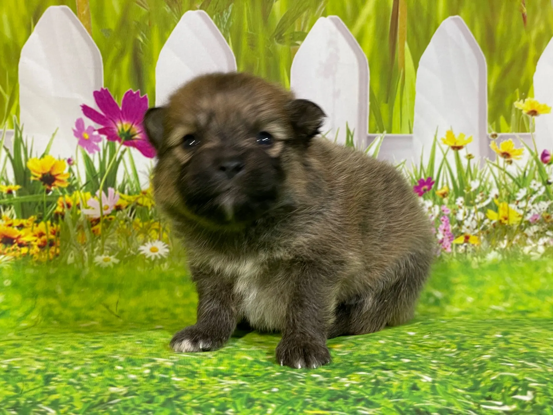 5/11生　<売約済>ポメラニアン