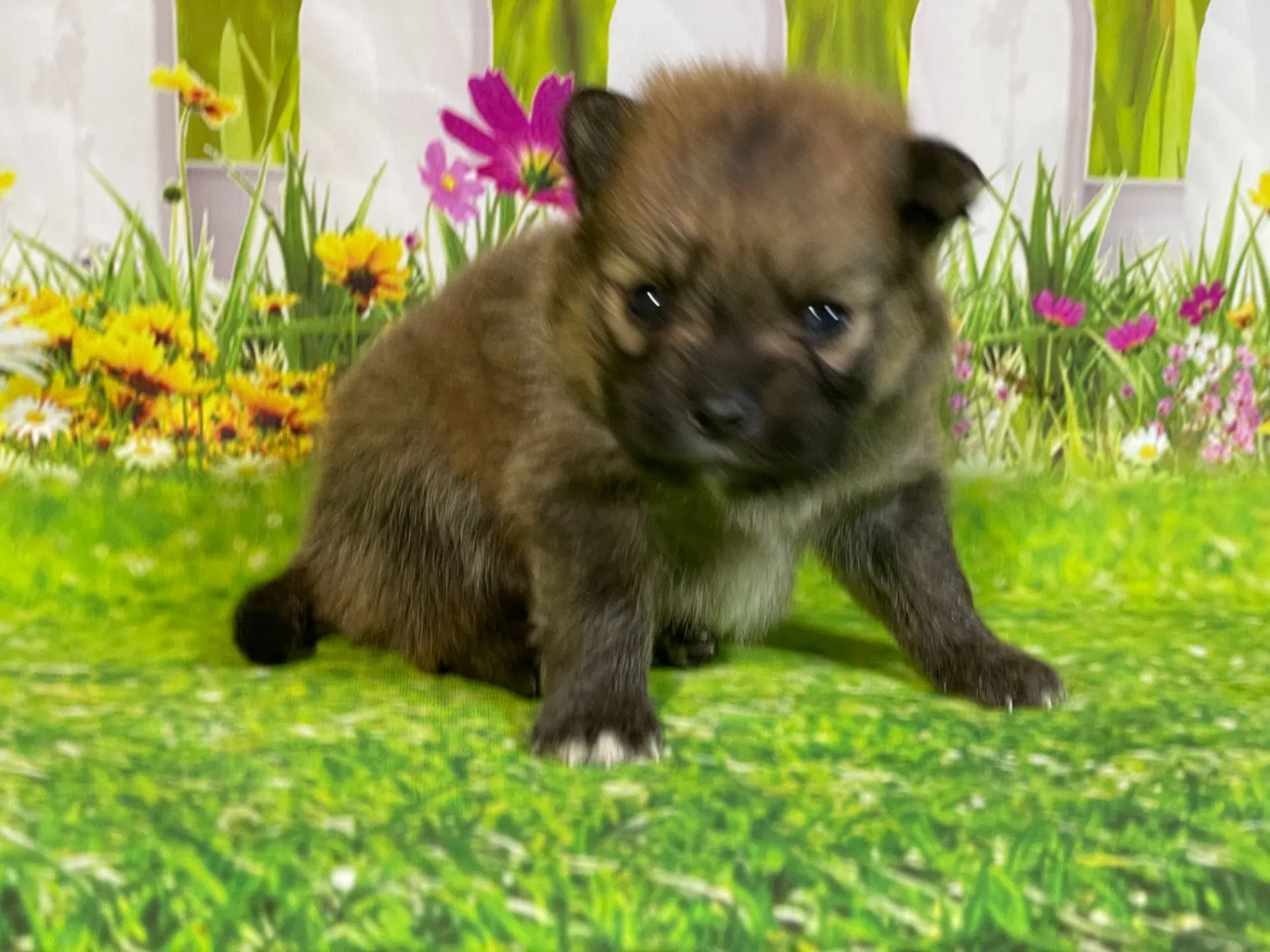 5/11生　<売約済>ポメラニアン