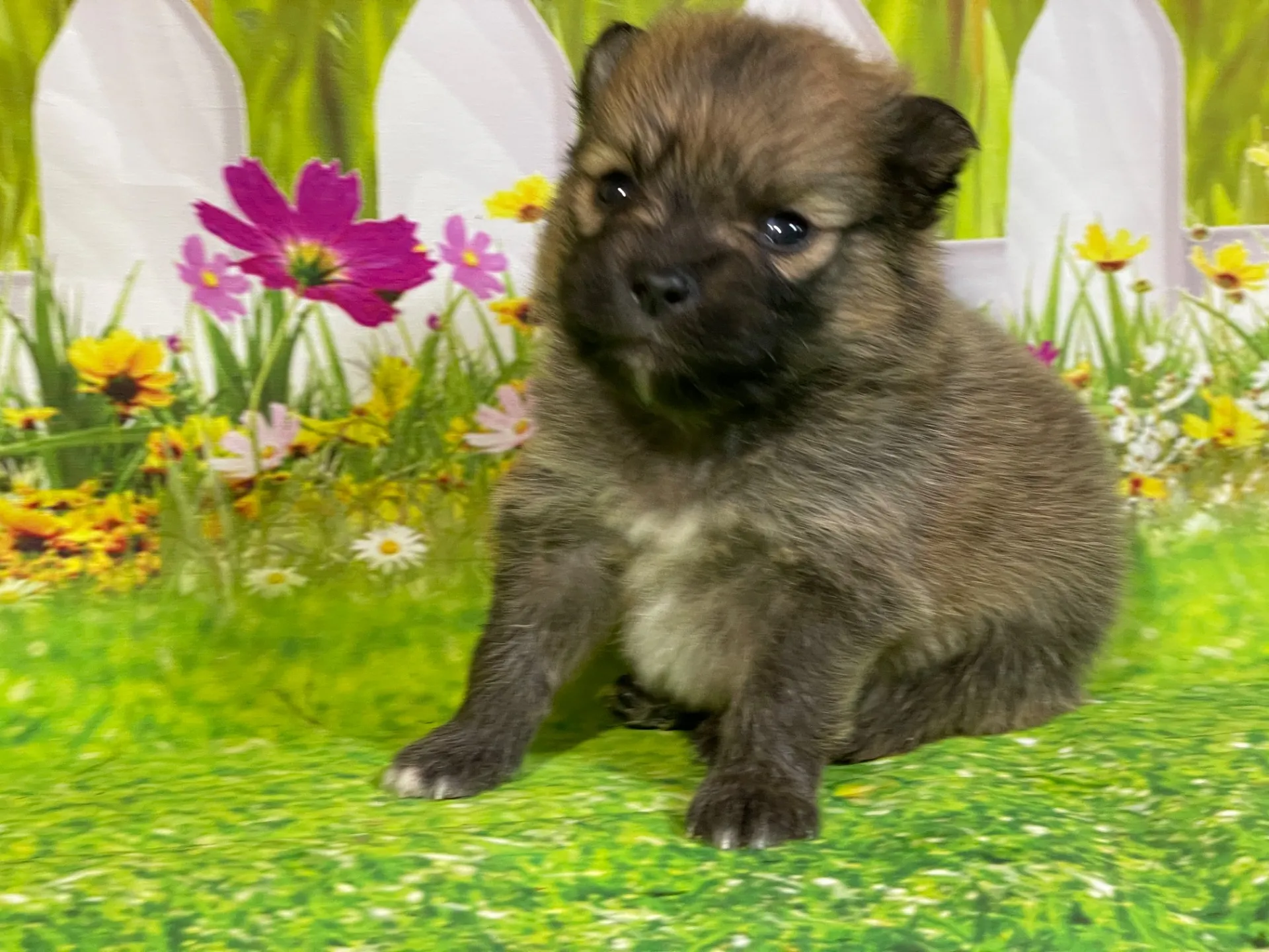 5/11生　<売約済>ポメラニアン